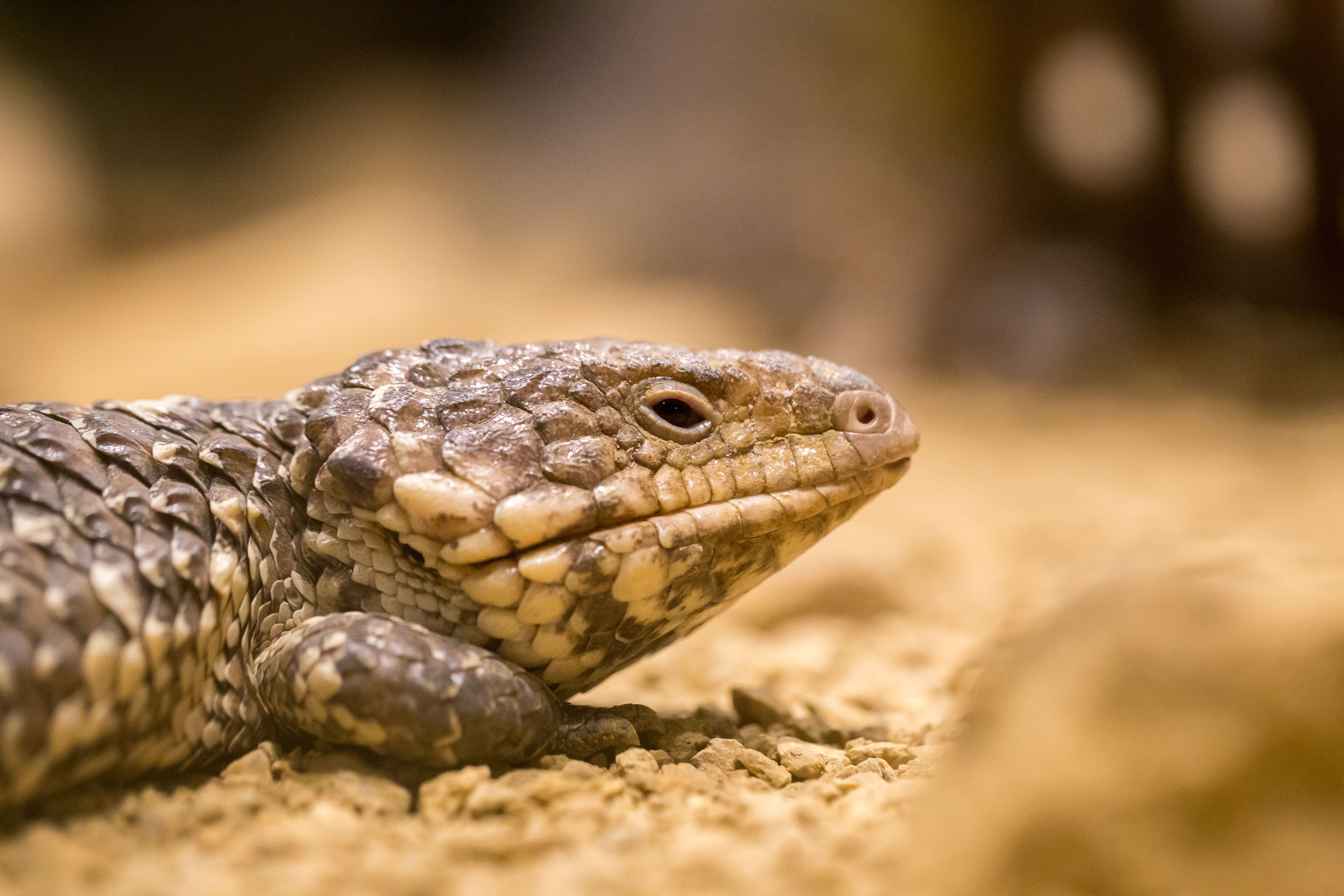 Download mobile wallpaper Animals, Close Up, Reptile, Lizard, Color for free.