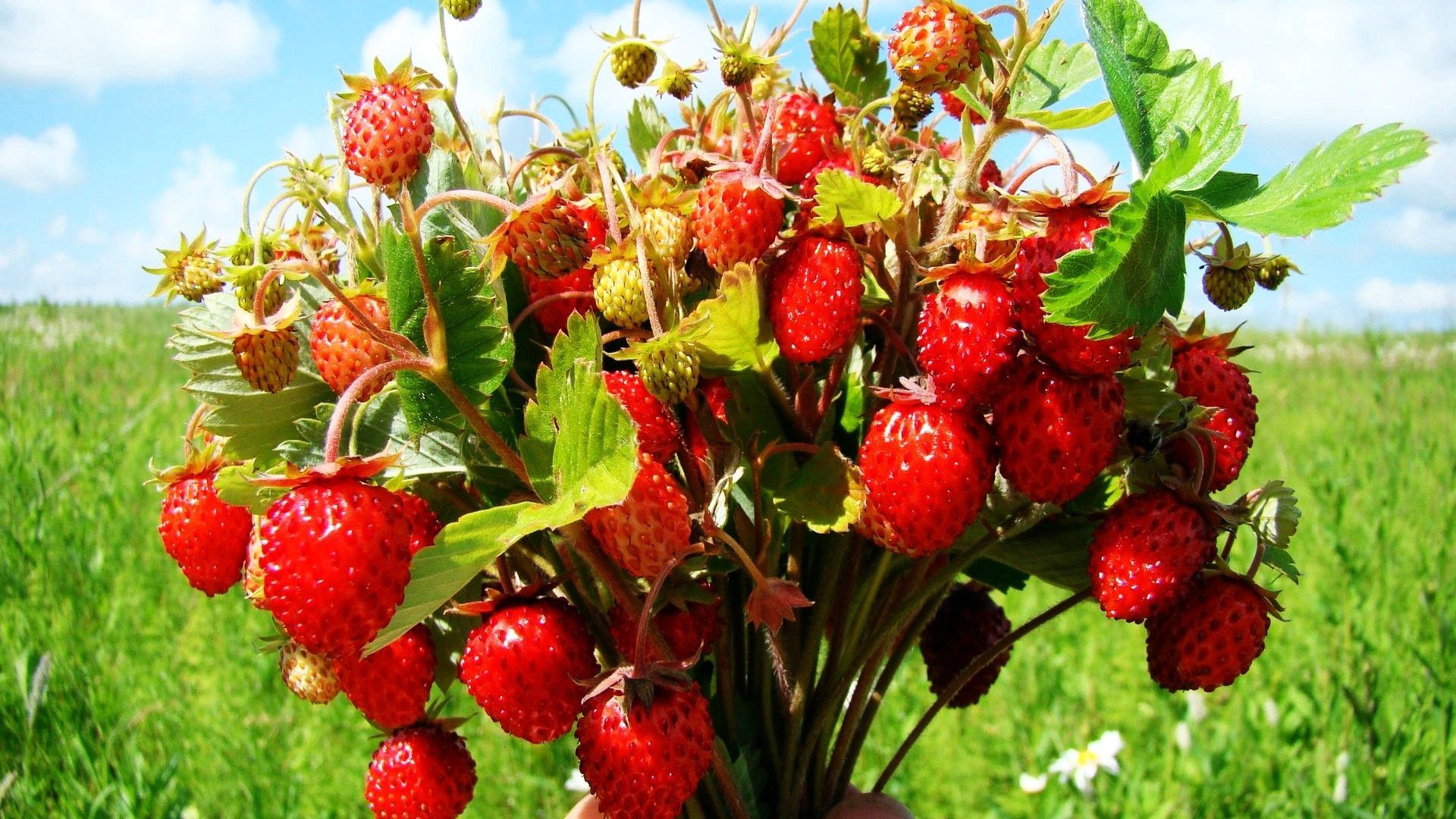 food, leaves, berries, tasty, delicious, forest berries HD wallpaper
