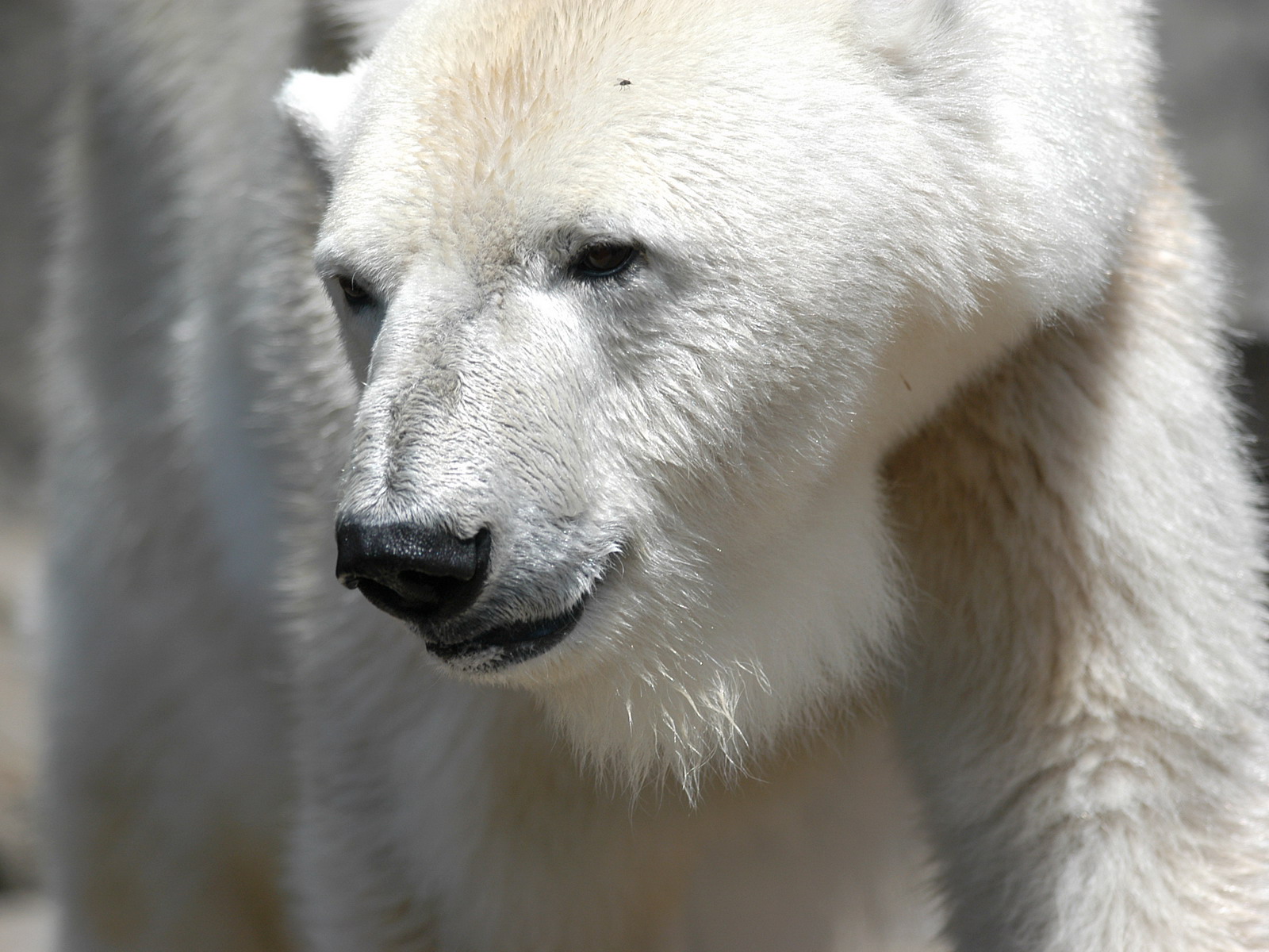 172858 скачать обои животные, полярный медведь, медведи - заставки и картинки бесплатно