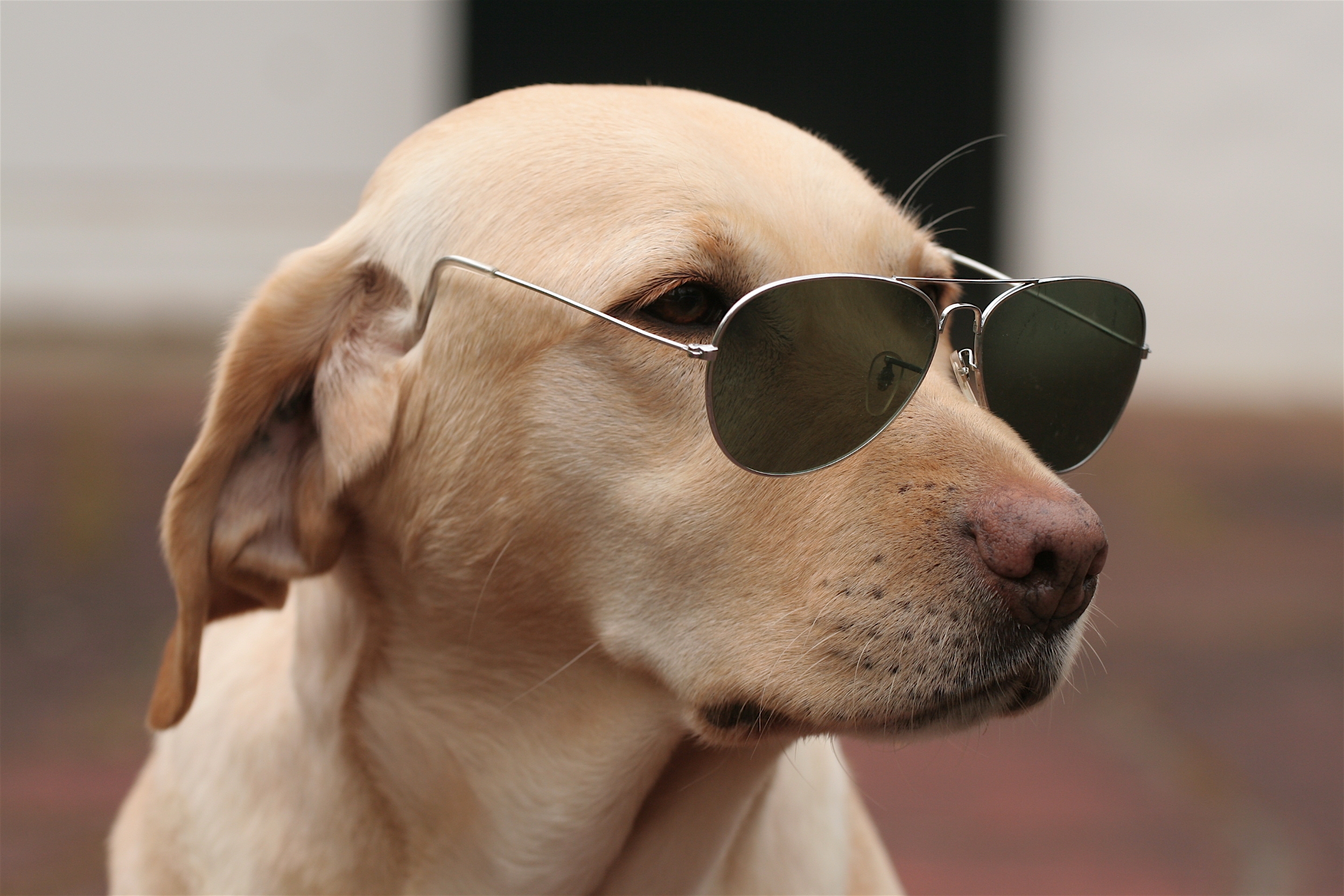 Handy-Wallpaper Tiere, Hund, Schnauze, Sonnenbrille, Sonnenbrillen kostenlos herunterladen.