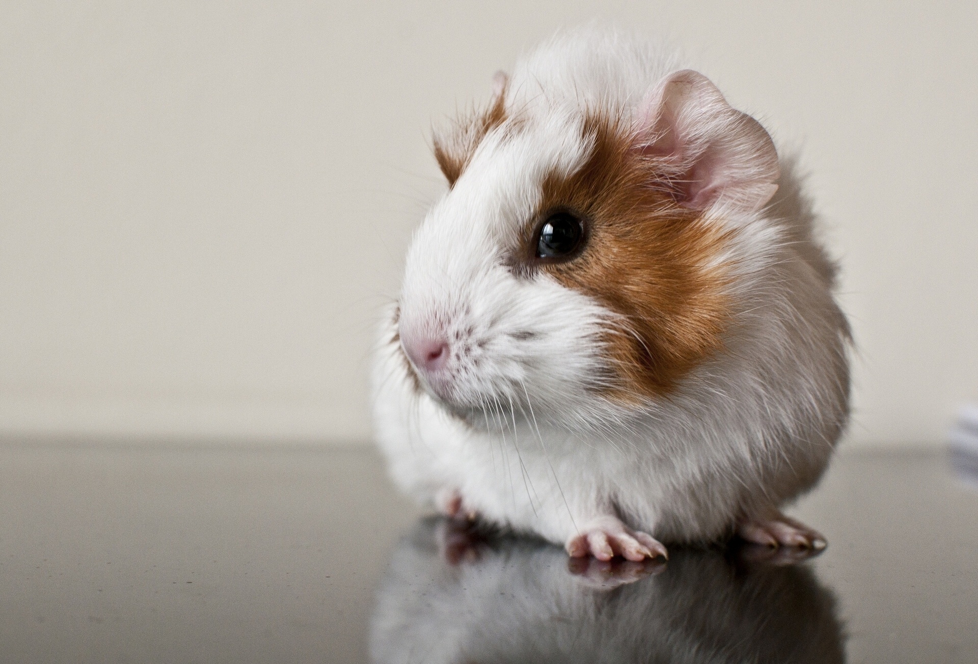 animal, guinea pig, reflection, rodent