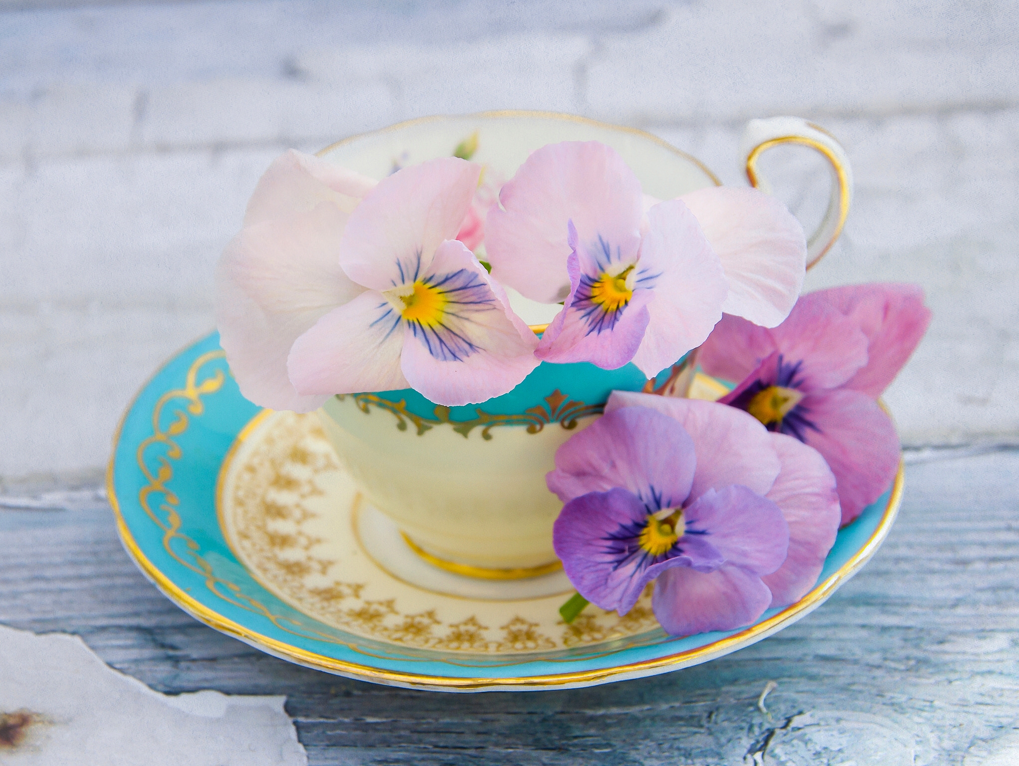 photography, still life, cup, pansy, purple flower, saucer