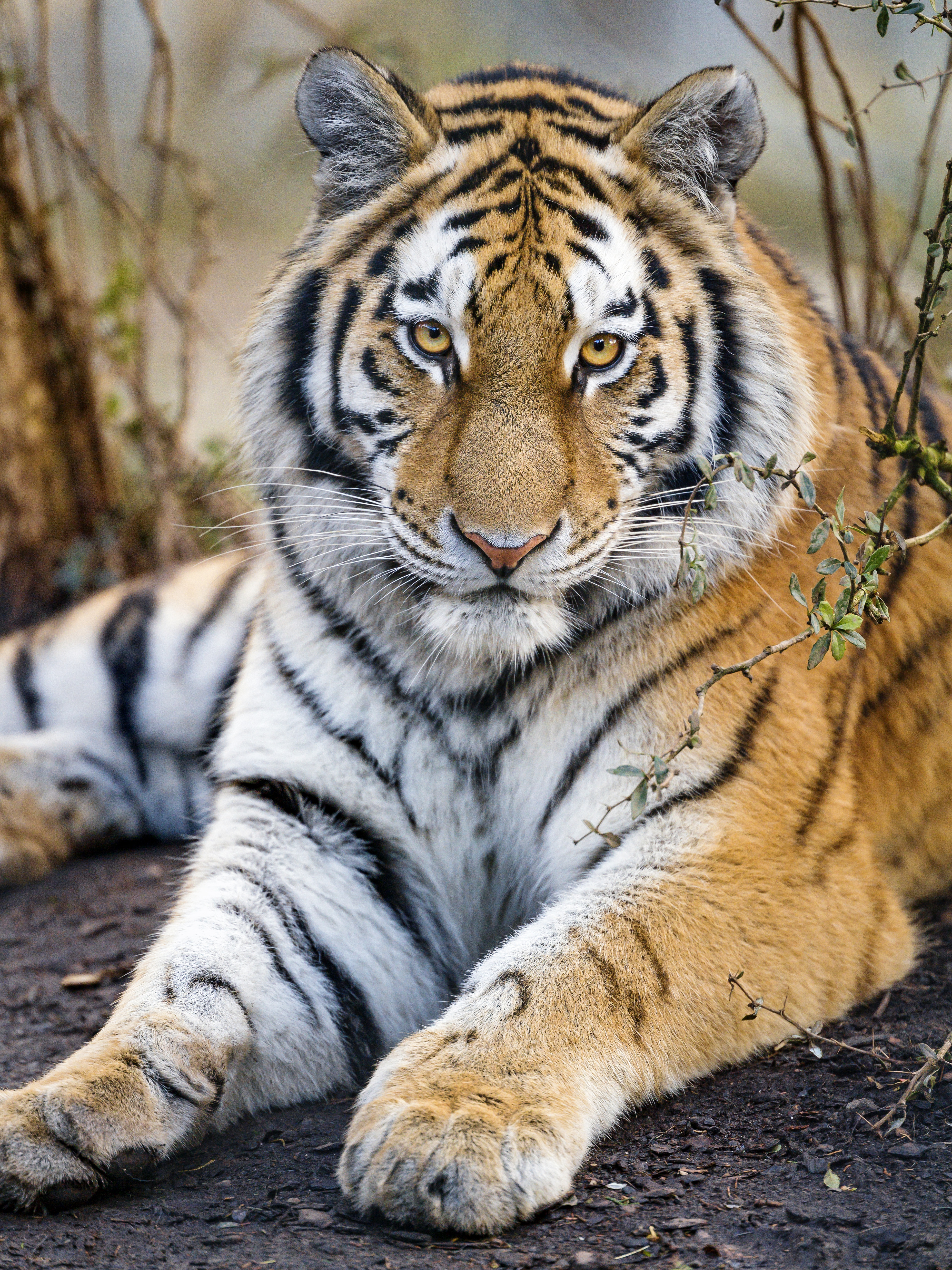 53981 скачать обои животные, тигр, морда, взгляд, большая кошка, хищник, лапы - заставки и картинки бесплатно