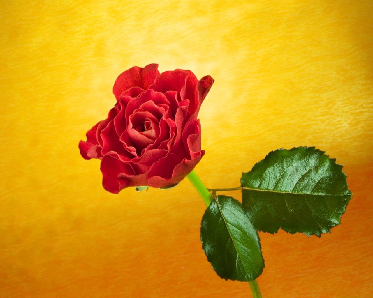 flowers, background, flower, rose flower, rose, one Free Stock Photo