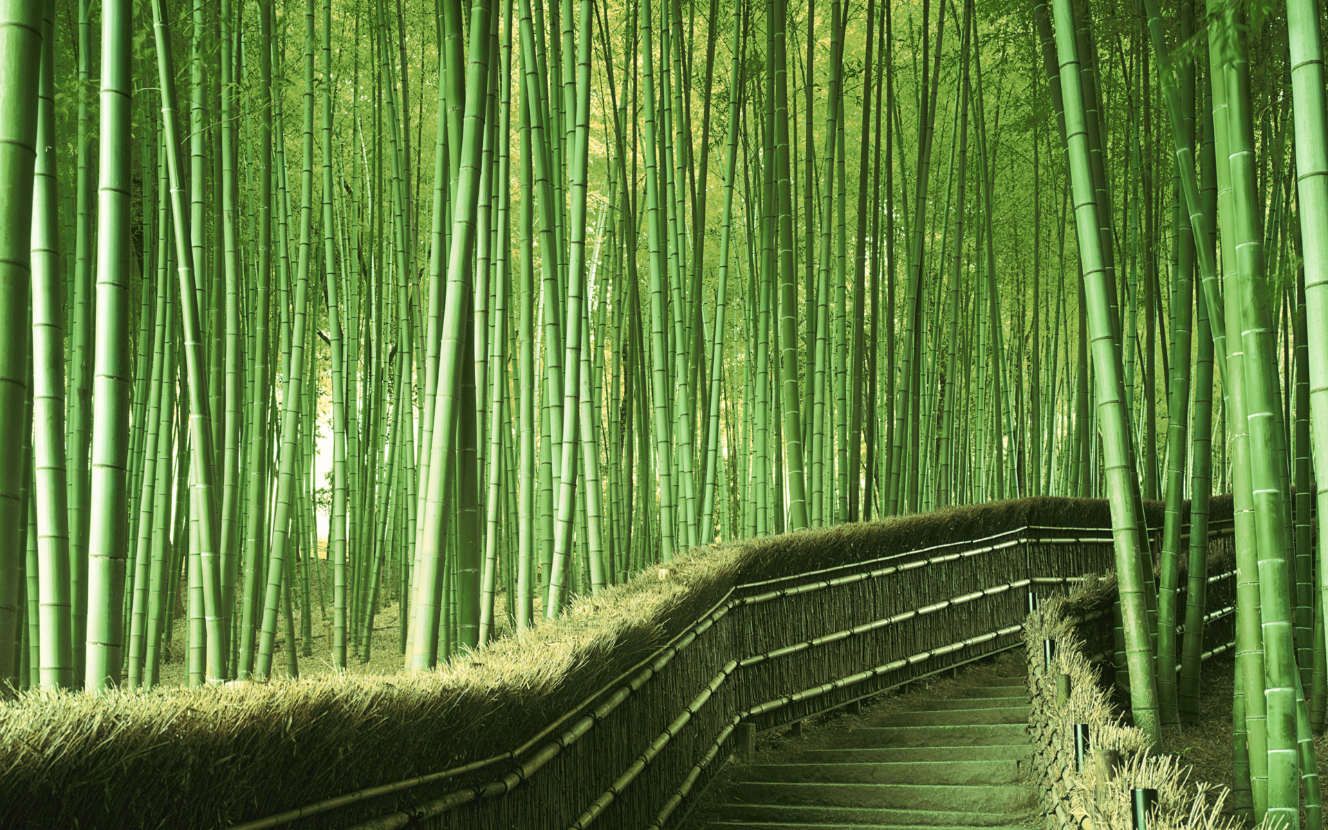 bamboo, earth, forest
