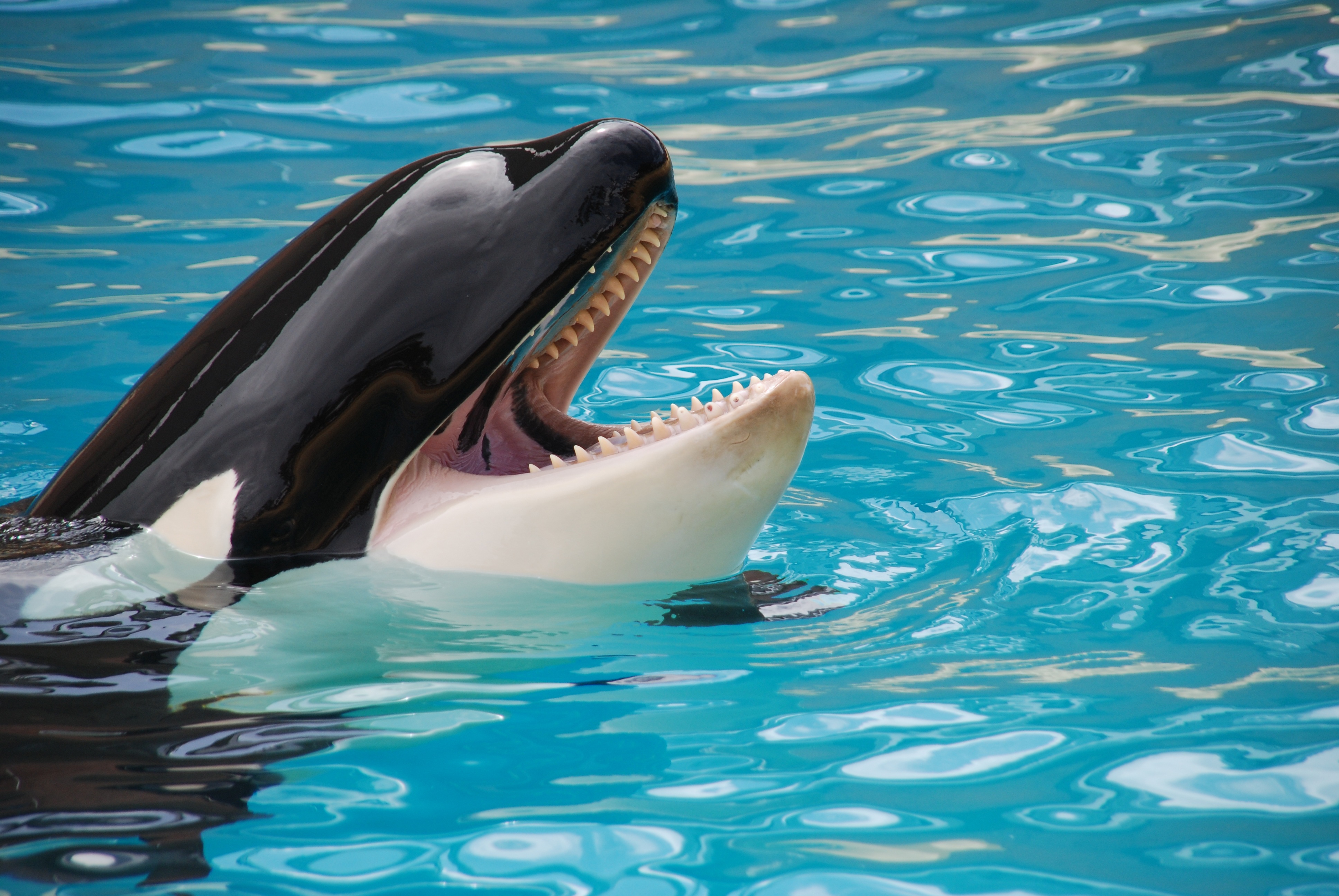 730264 Bild herunterladen tiere, orca, killerwal, wal - Hintergrundbilder und Bildschirmschoner kostenlos