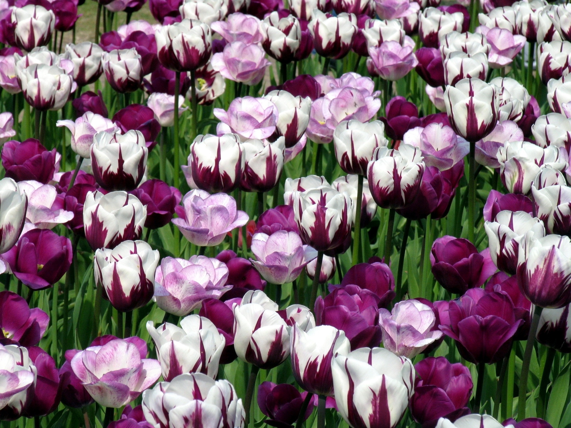 65688 скачать картинку тюльпаны, цветы, зелень, клумба, пестрые - обои и заставки бесплатно