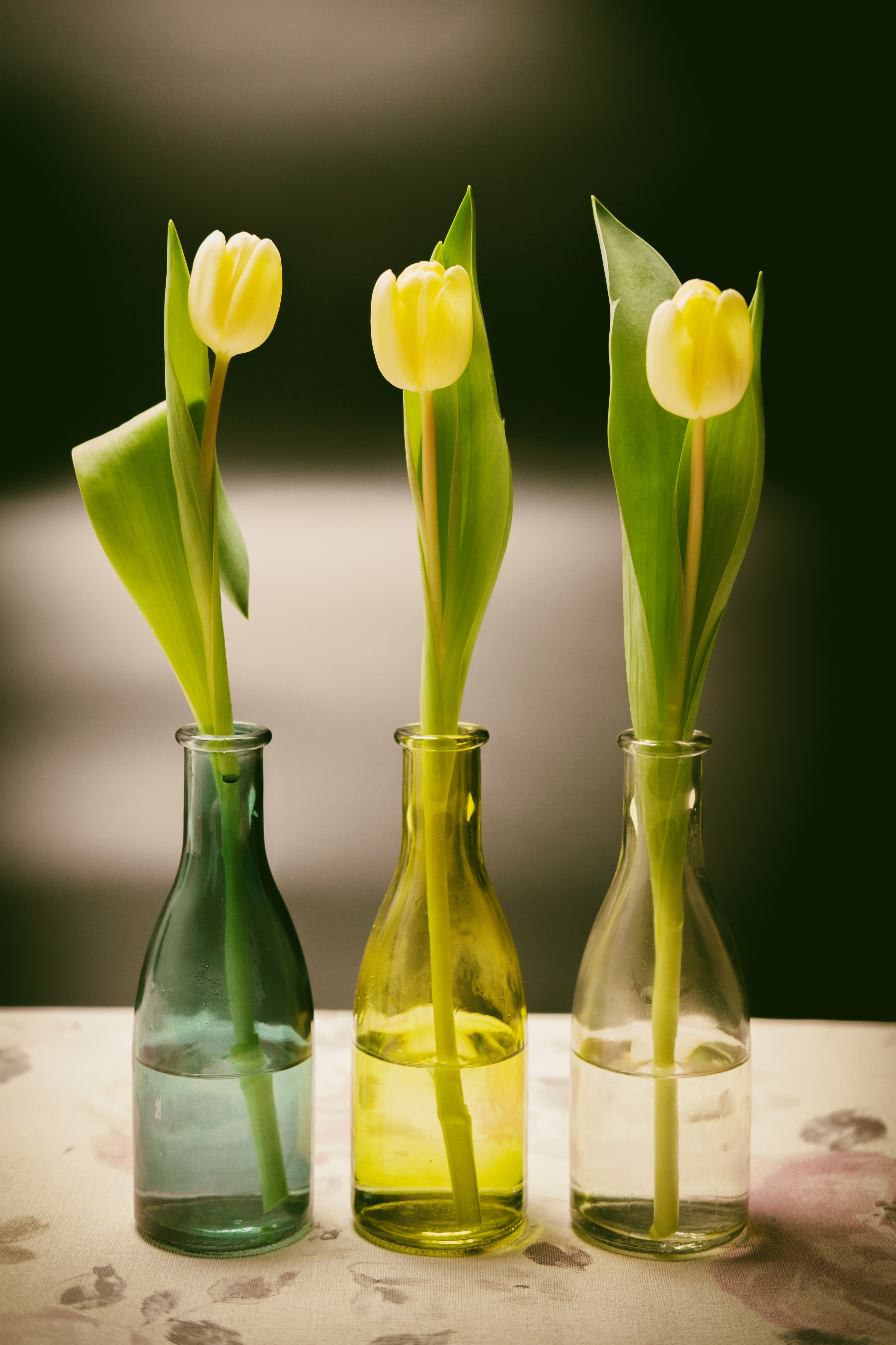 74596 Hintergrundbild herunterladen frühling, tulpen, blumen, vase, flasche, flaschen - Bildschirmschoner und Bilder kostenlos