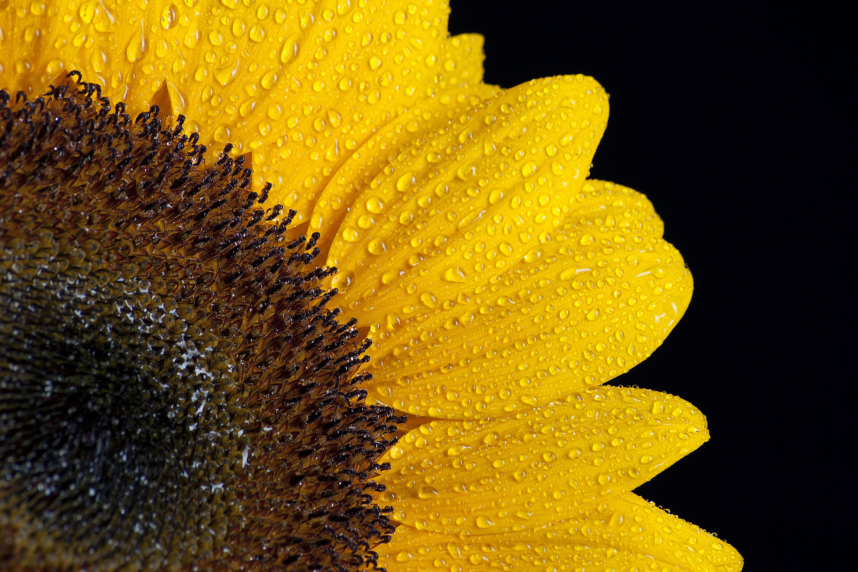sunflower, drops, macro, petals