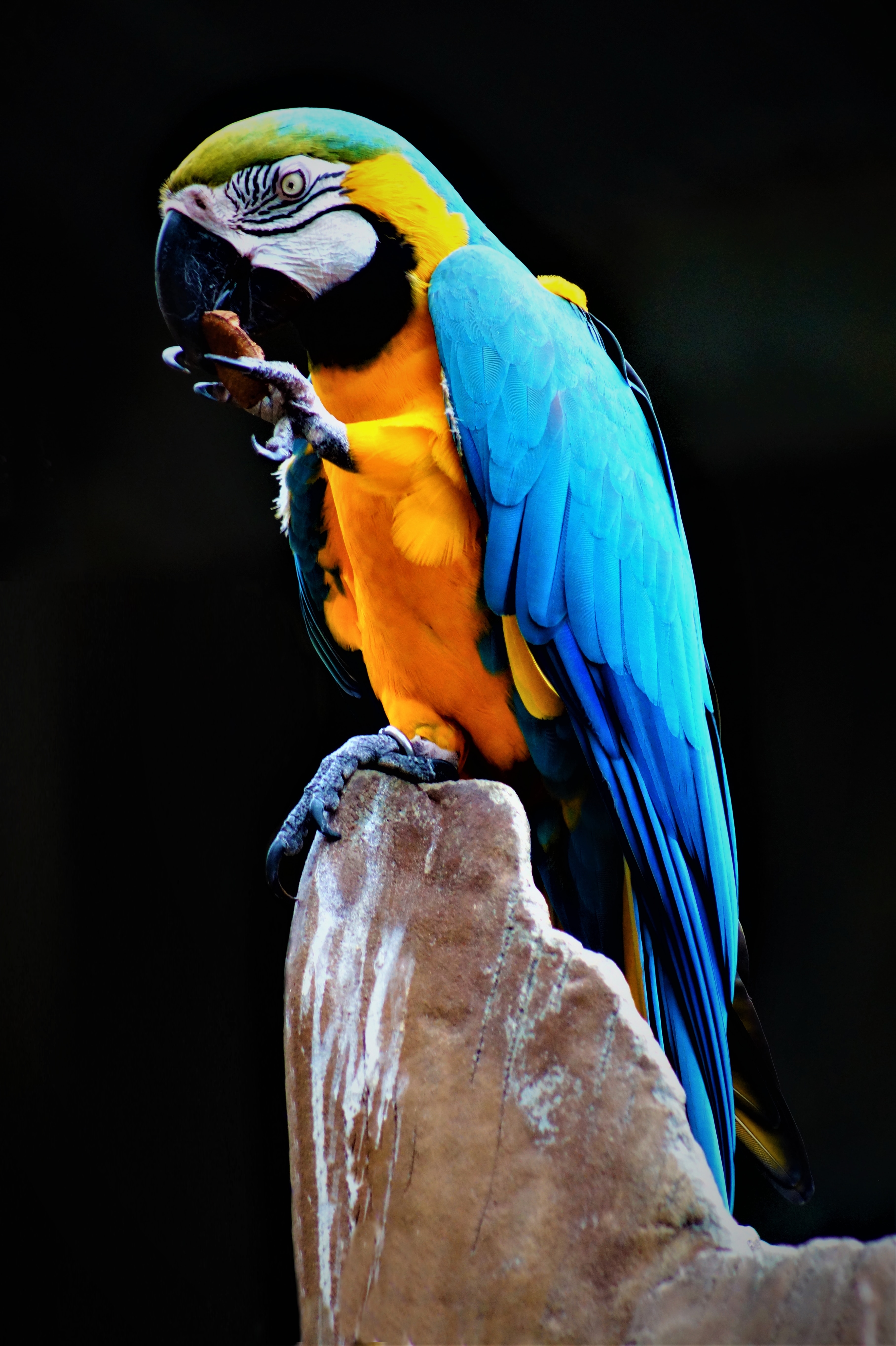 72804 Hintergrundbild herunterladen tiere, papageien, vogel, mehrfarbig, motley, stein, ein stein, ara - Bildschirmschoner und Bilder kostenlos