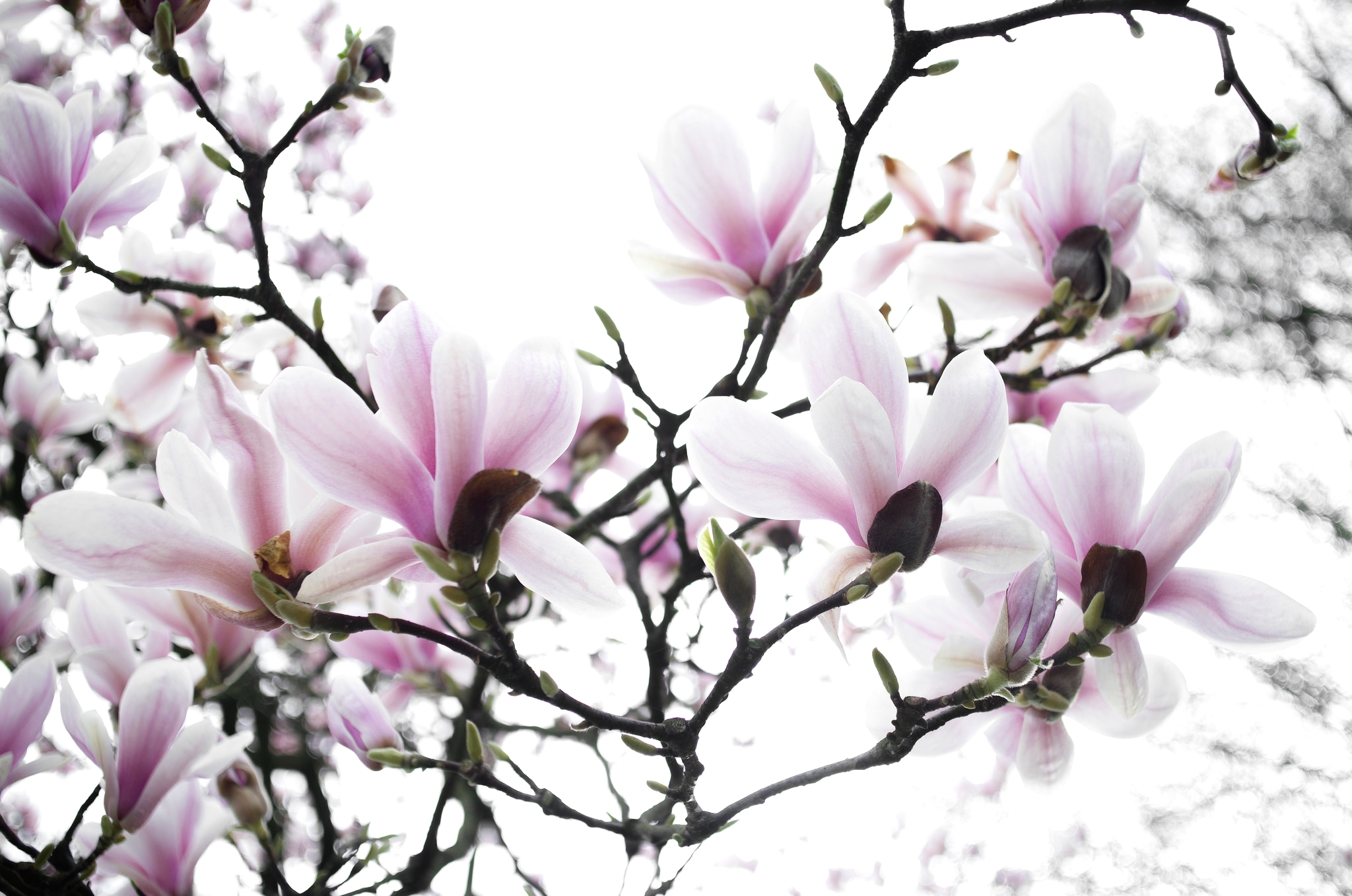 magnolia, earth, flower, macro, pink flower, spring, trees