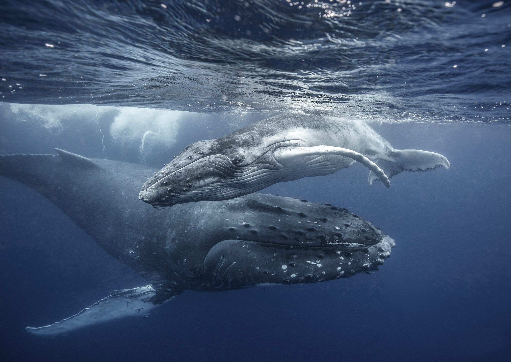 930698 télécharger l'image vie marine, baleine, baleine à bosse, animaux, bébé animal, sous l'eau - fonds d'écran et économiseurs d'écran gratuits