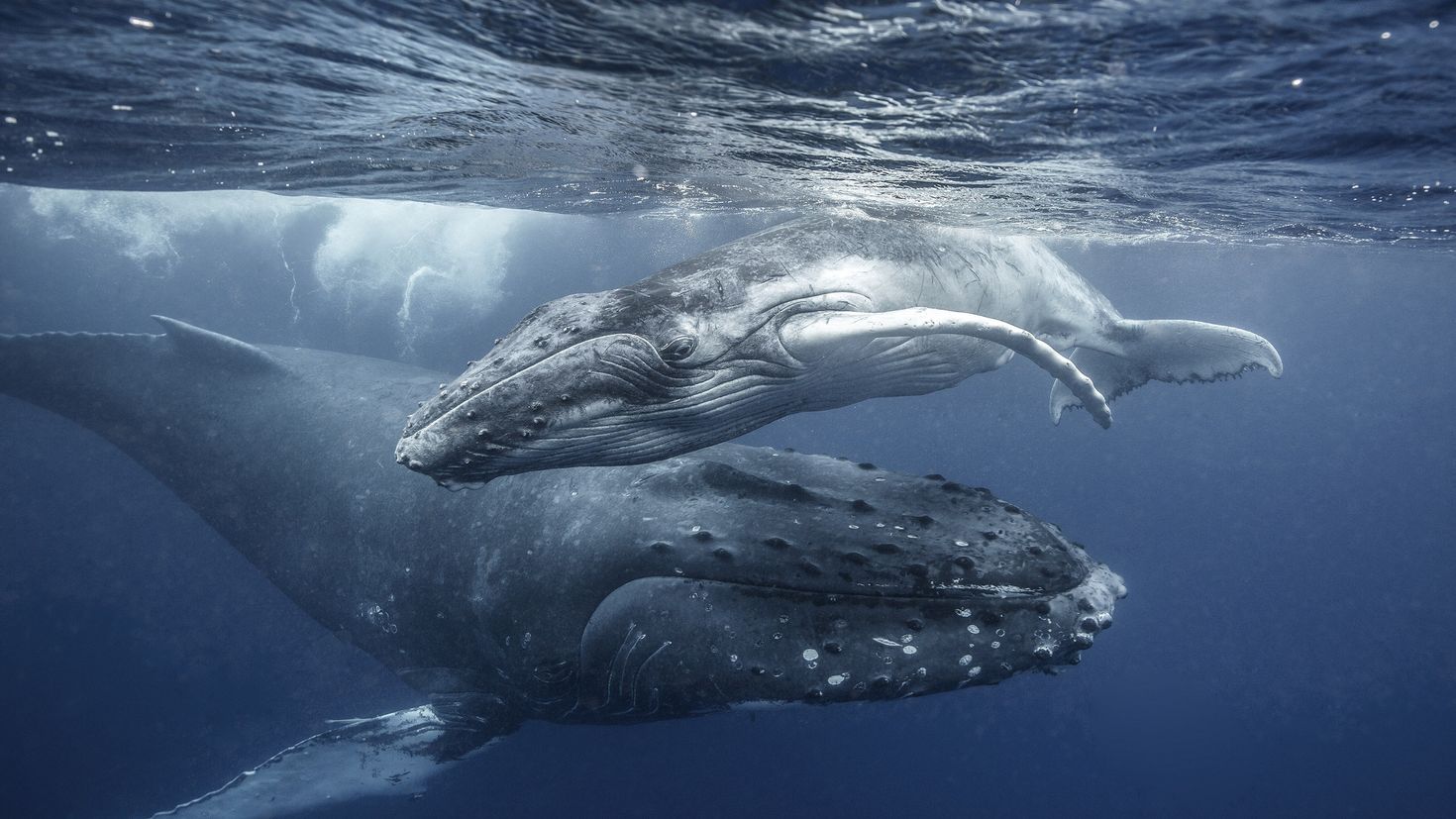 Whales water. Синий кит и Кашалот. Горбач синий кит Кашалот. Горбатый кит и Кашалот. Атлантический синий кит.