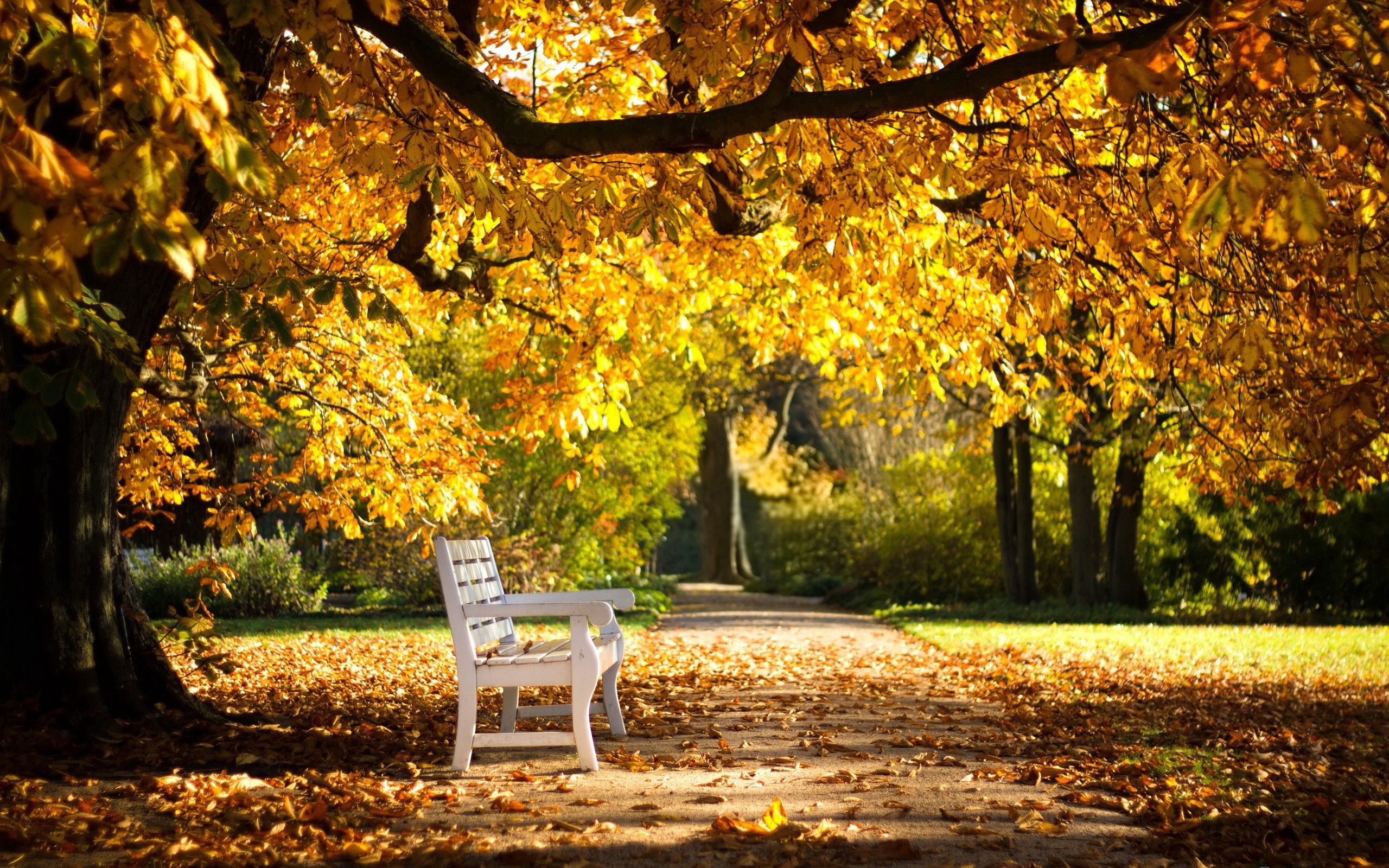 bench, nature, autumn, park, foliage HD wallpaper