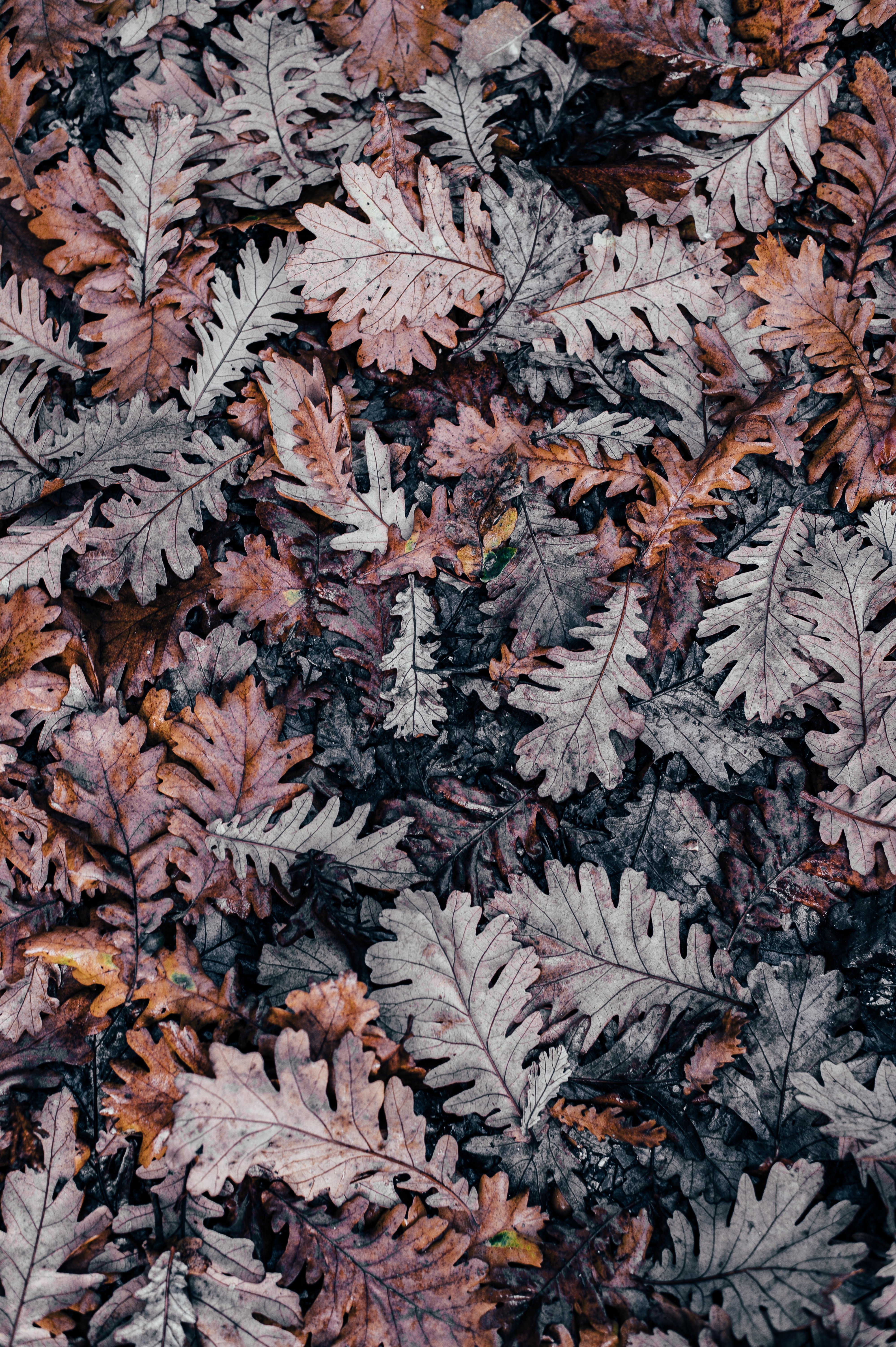 Download mobile wallpaper Fallen, Leaves, Autumn, Nature for free.
