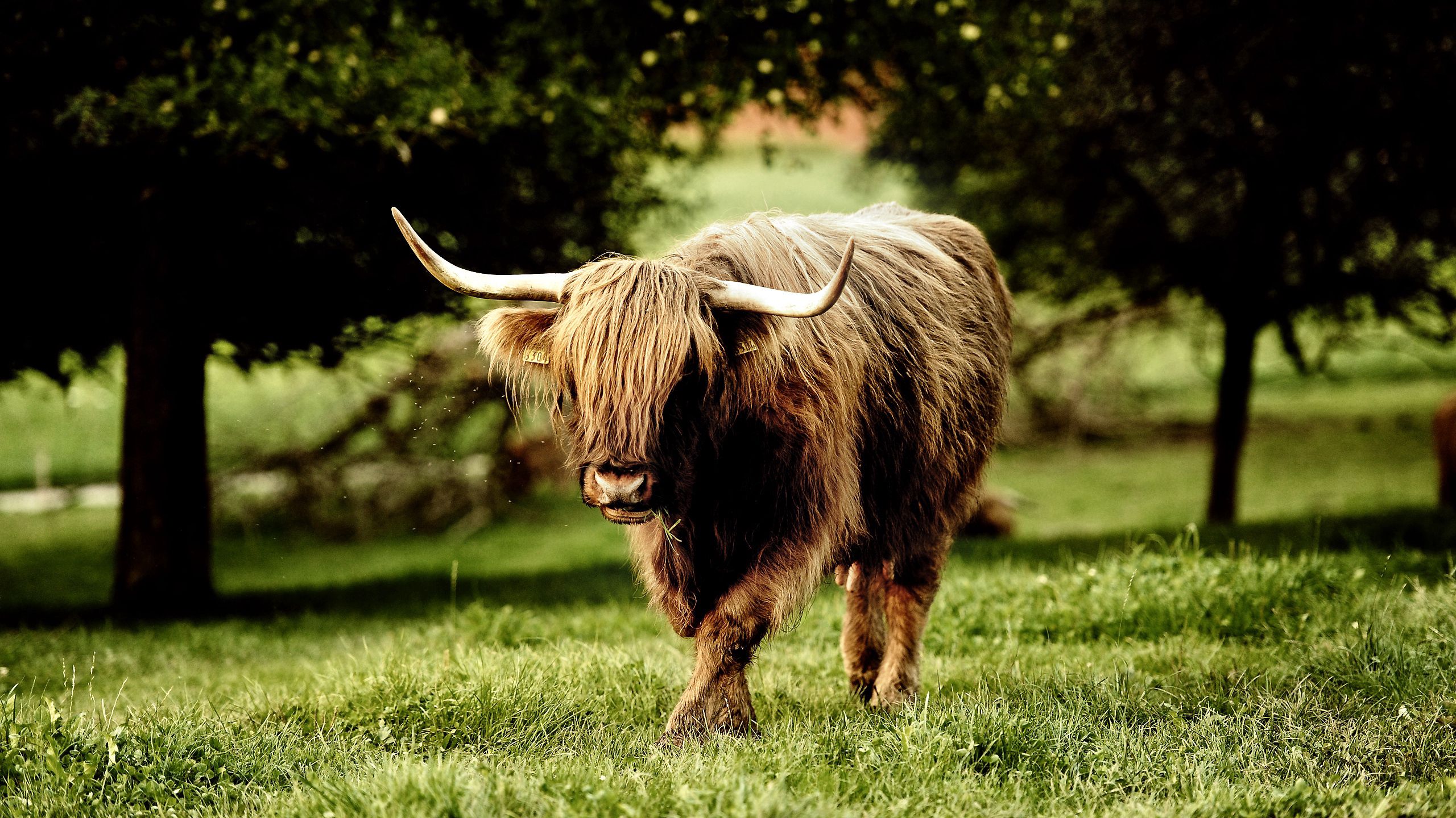 Laden Sie das Büffel, Grass, Bummel, Spaziergang, Hörner, Tiere, Buffalo, Bull, Stier-Bild kostenlos auf Ihren PC-Desktop herunter