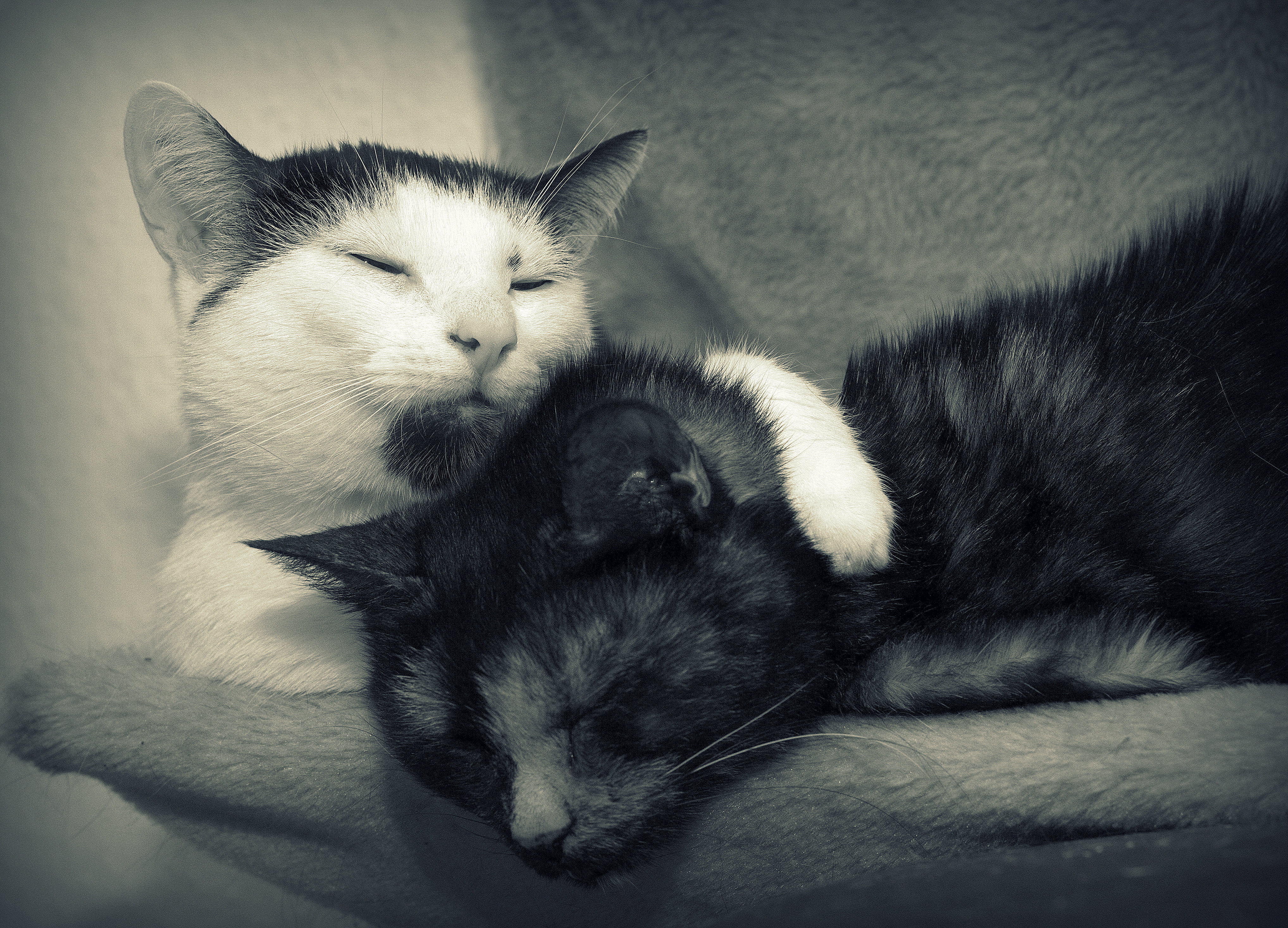 Cartoon Cat. Couple Kitten Loving in Bed Stock Photo - Image of garden,  cards: 236924614