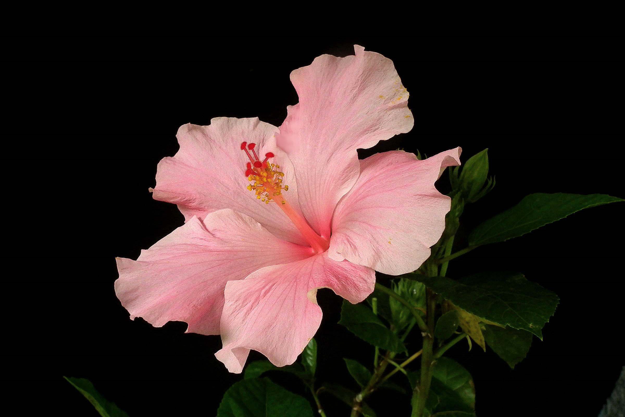 Download mobile wallpaper Flowers, Flower, Earth, Hibiscus, Pink Flower for free.