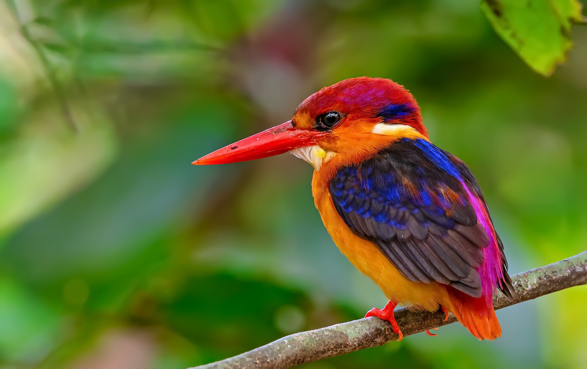 Необычные птицы мира фото и названия с описанием
