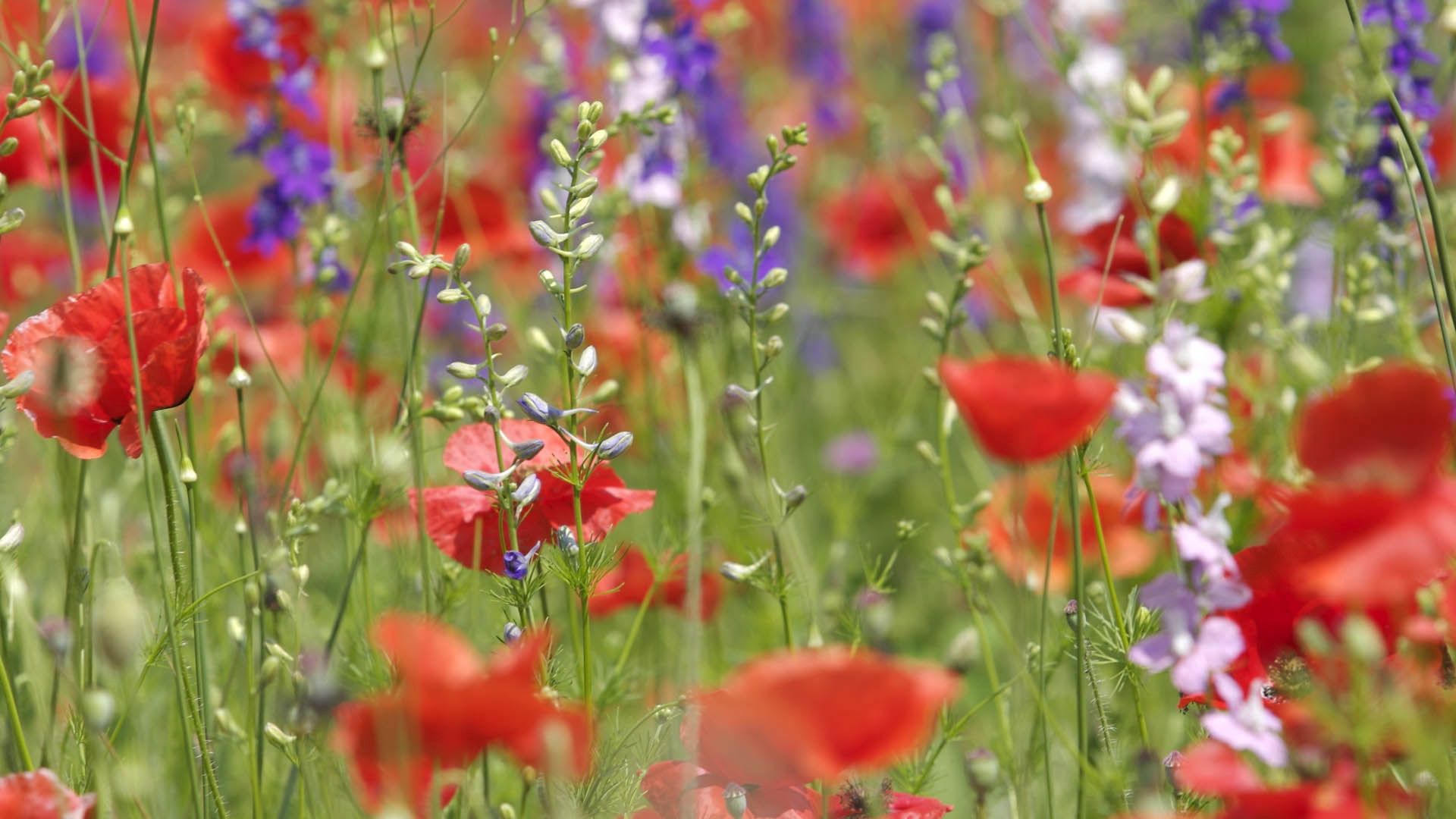Free download wallpaper Poppies, Flowers, Plant, Field on your PC desktop