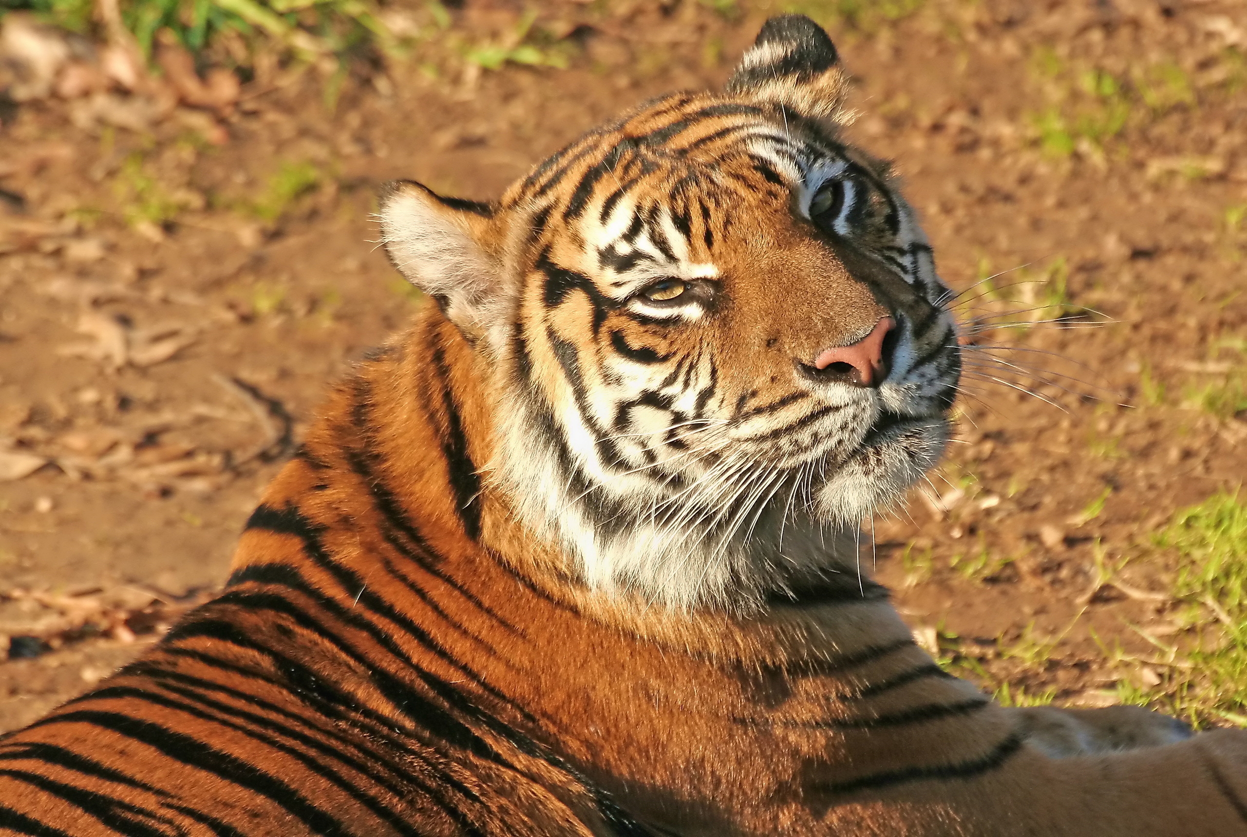 Фото тигра в хорошем качестве на аватарку