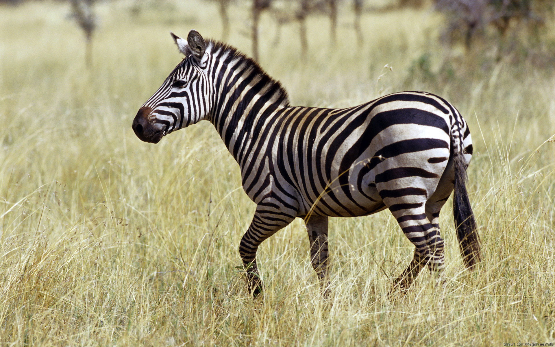 533660 baixar imagens animais, zebra - papéis de parede e protetores de tela gratuitamente