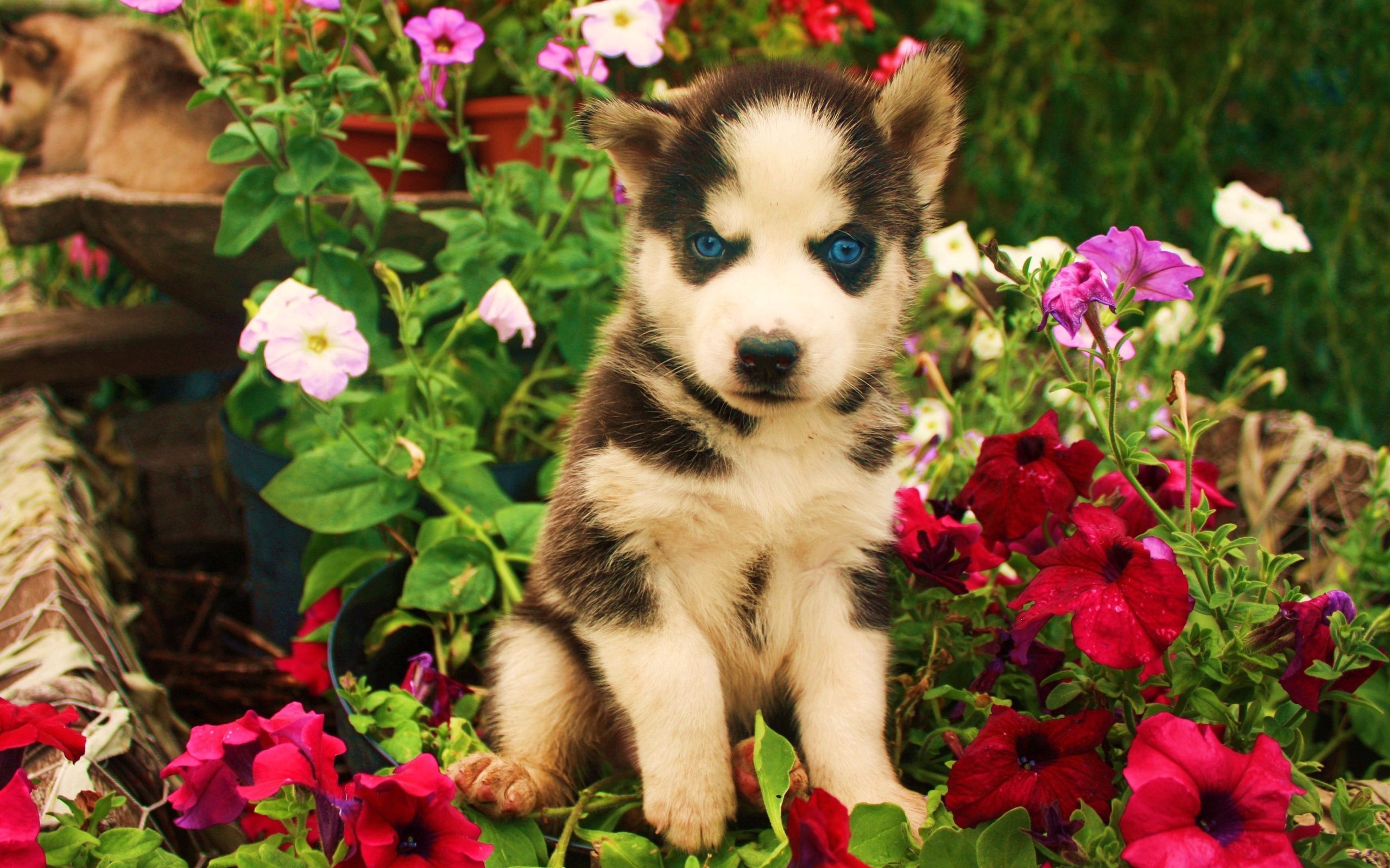 Фотки красивых собак. Красивые щенки. Цветы собачки. Красивые собаки. Щенок с цветком.