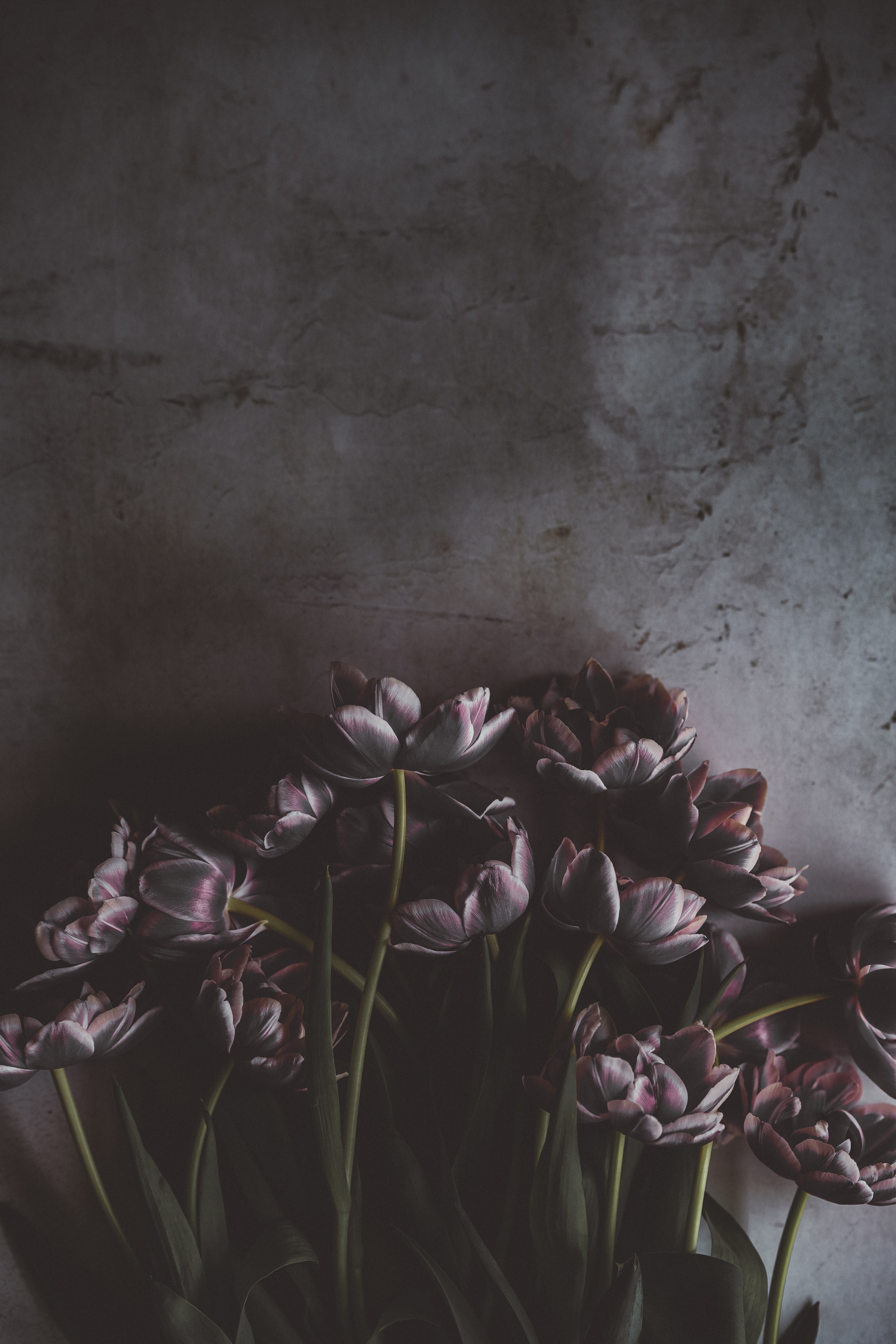 Download mobile wallpaper Bouquet, Flowers, Wall, Dark, Tulips for free.