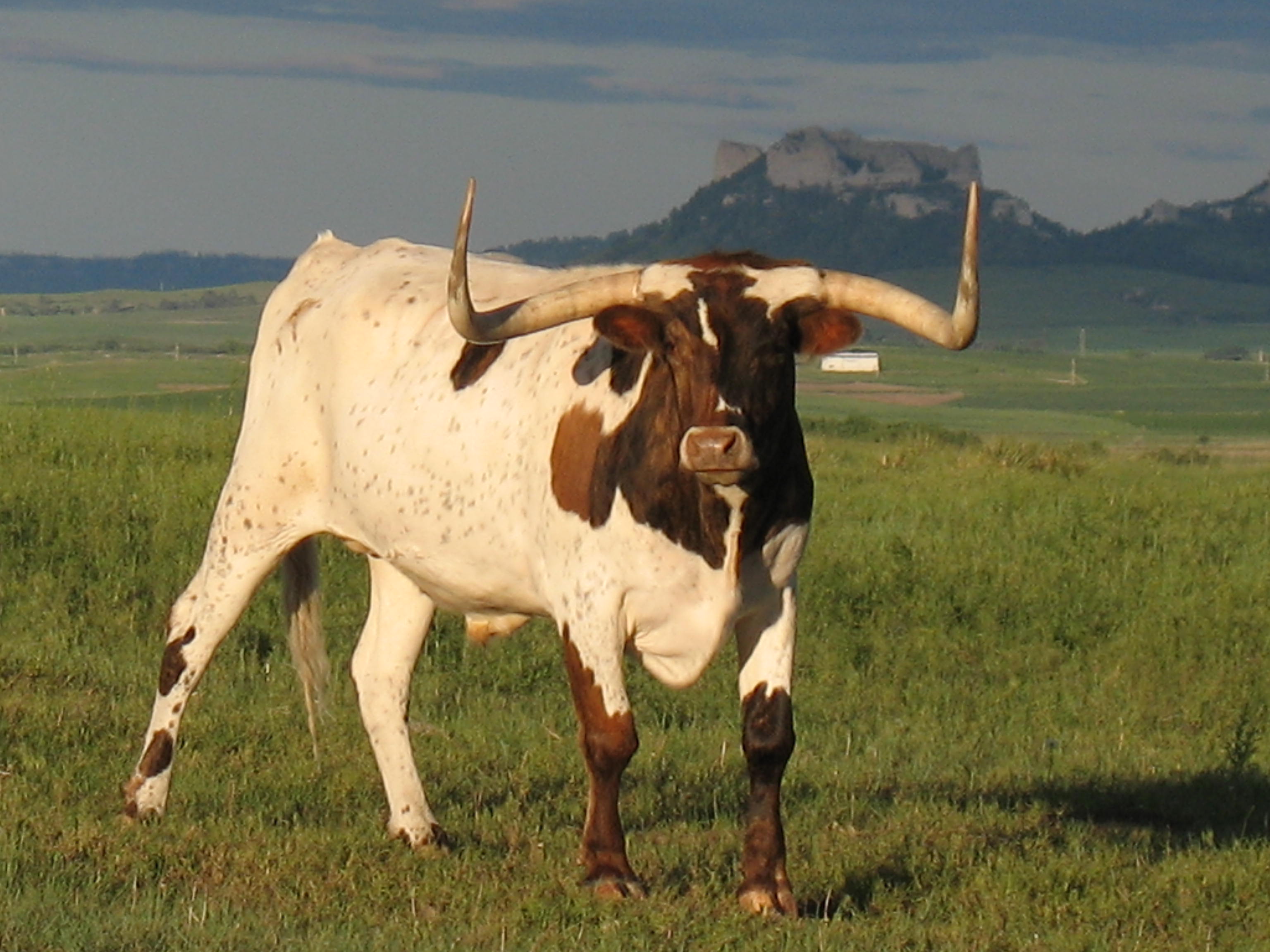 animal, longhorn cattle, cattle Smartphone Background
