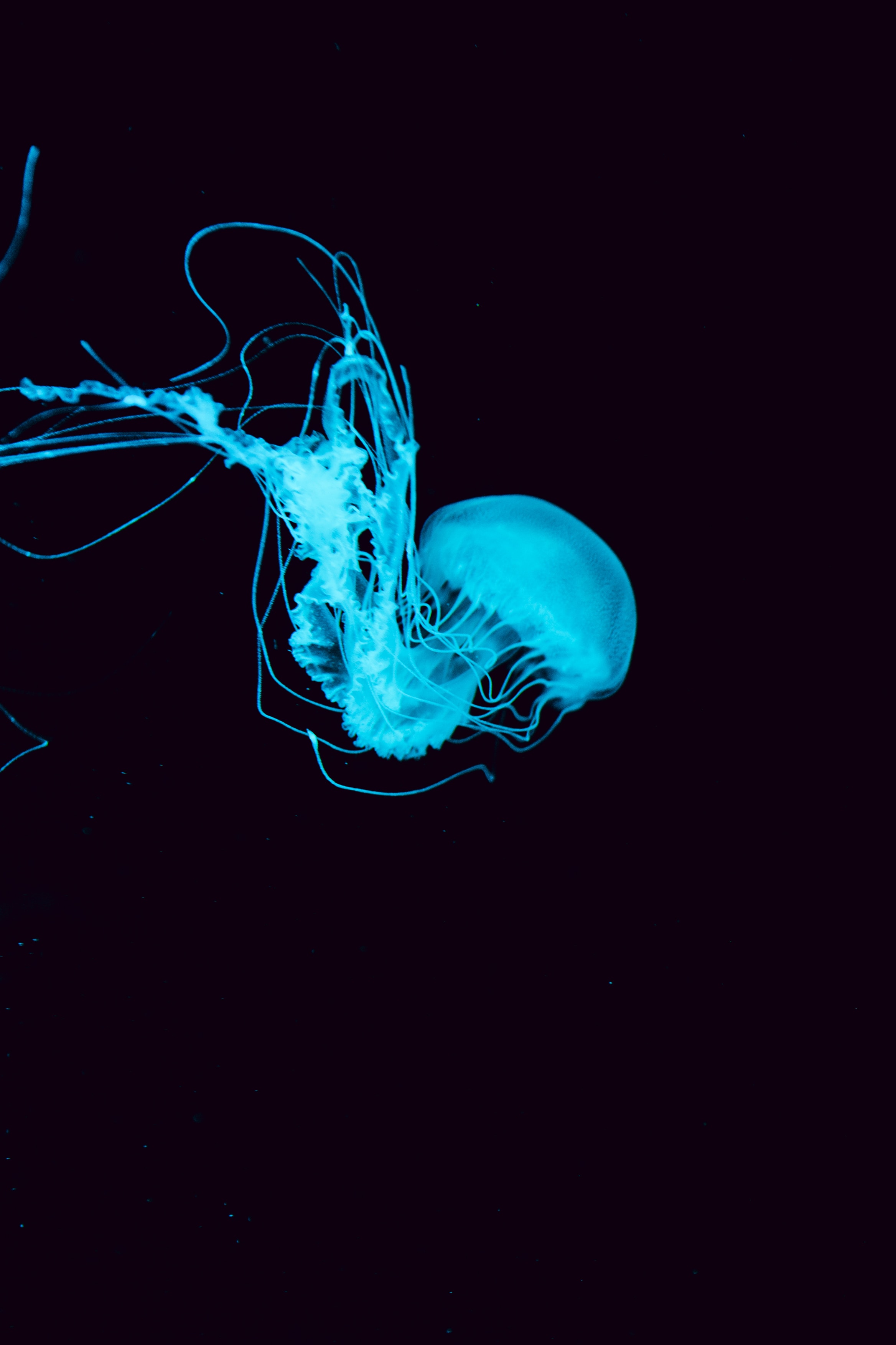 underwater world, jellyfish, tentacles, animals, blue HD wallpaper