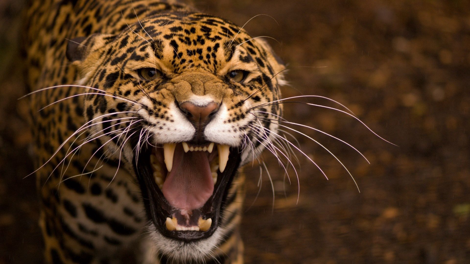 animals, jaguar, cat, eyes, teeth Image for desktop