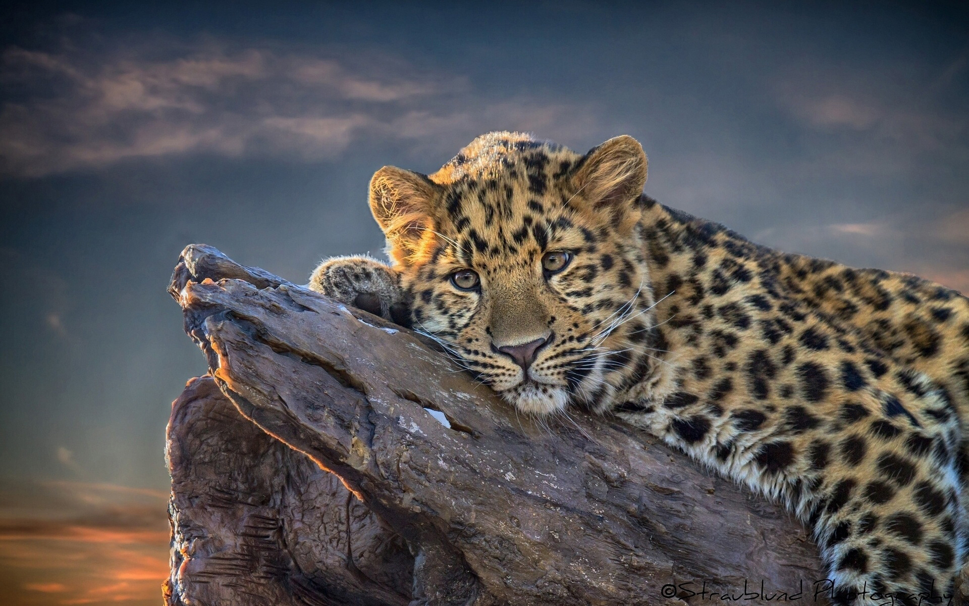 animals, leopards mobile wallpaper