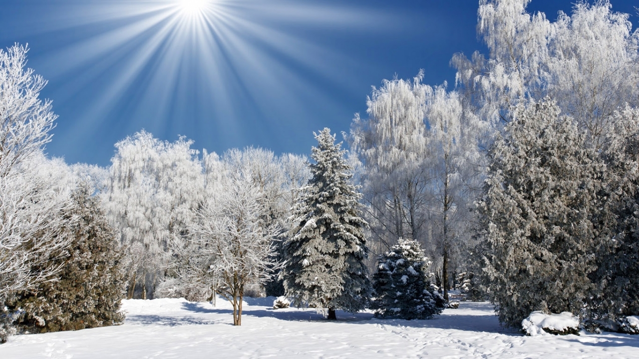 免费下载景观, 冬天, 性质, 树, 雪手机壁纸。