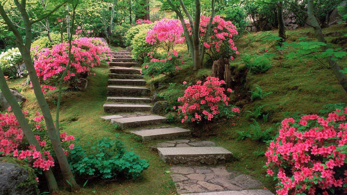 Garden picture. Хелен парк+ ландшафт. Сады Эксбери Великобритания. Японский сад растения Азалия. Азалия в японском саду.