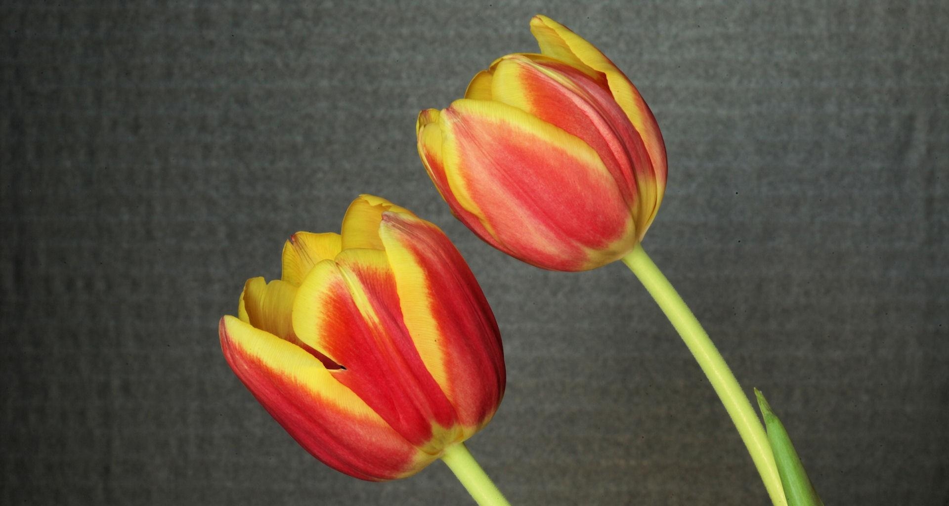 Download mobile wallpaper Flowers, Tulips, Background, Pair, Couple for free.