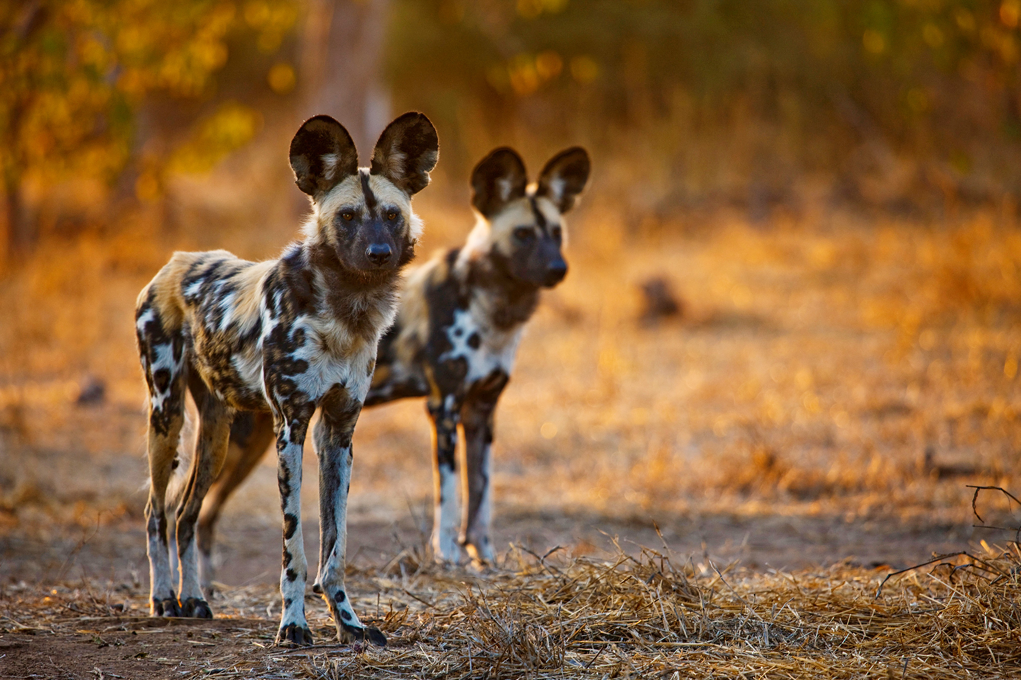 Download mobile wallpaper Animal, Africa, Wild Dog, African Wild Dog, Painted Wolf for free.