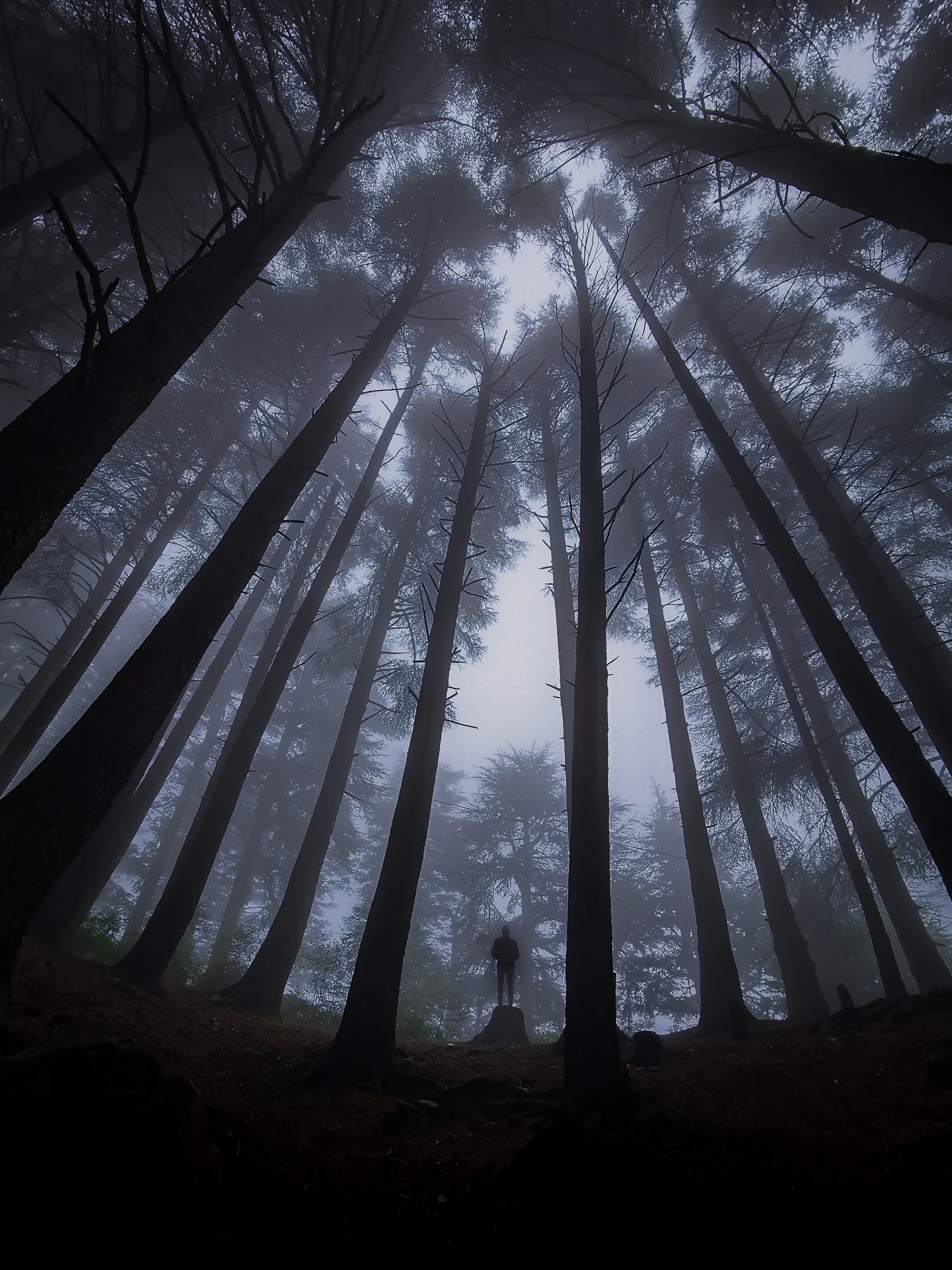 alone, lonely, fog, miscellanea, miscellaneous, forest, darkness, loneliness