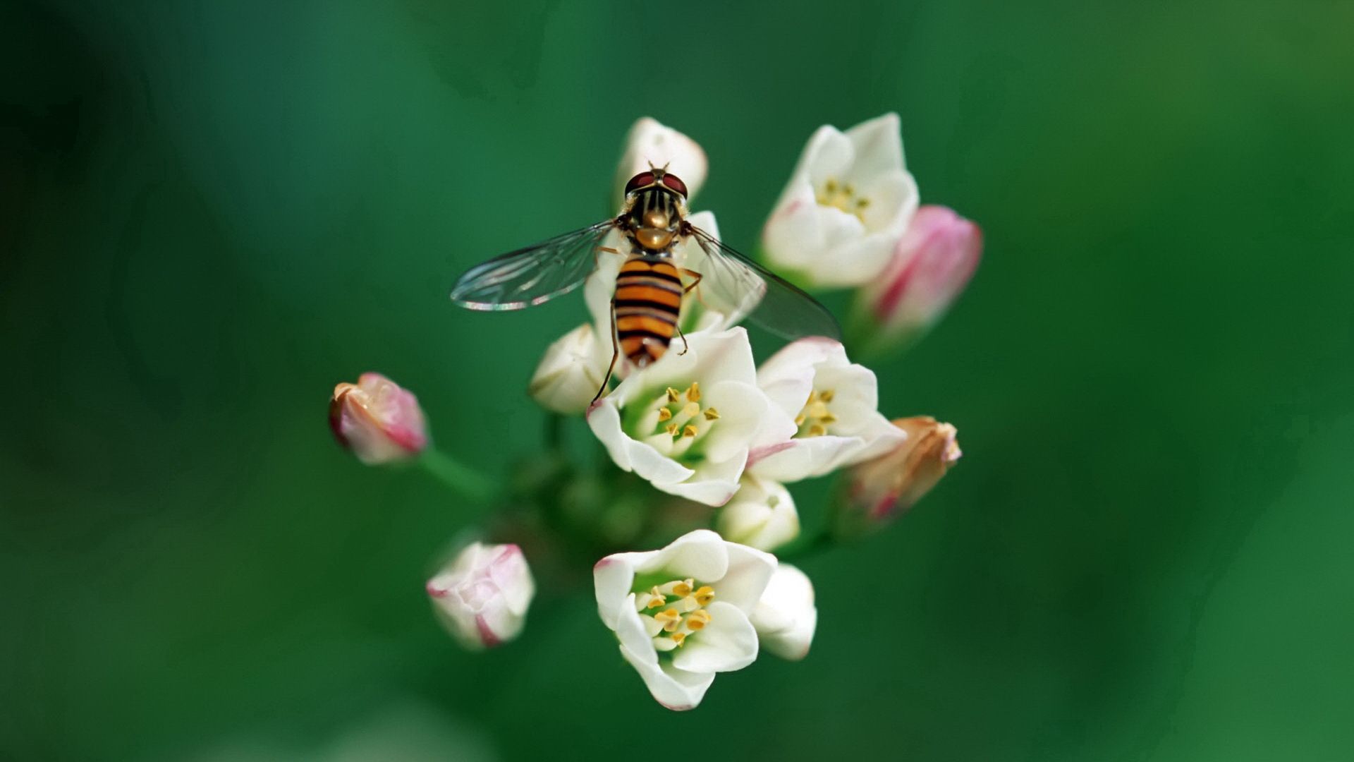 87266 завантажити шпалери квітка, макро, макрос, комаха, бджола, запилення - заставки і картинки безкоштовно