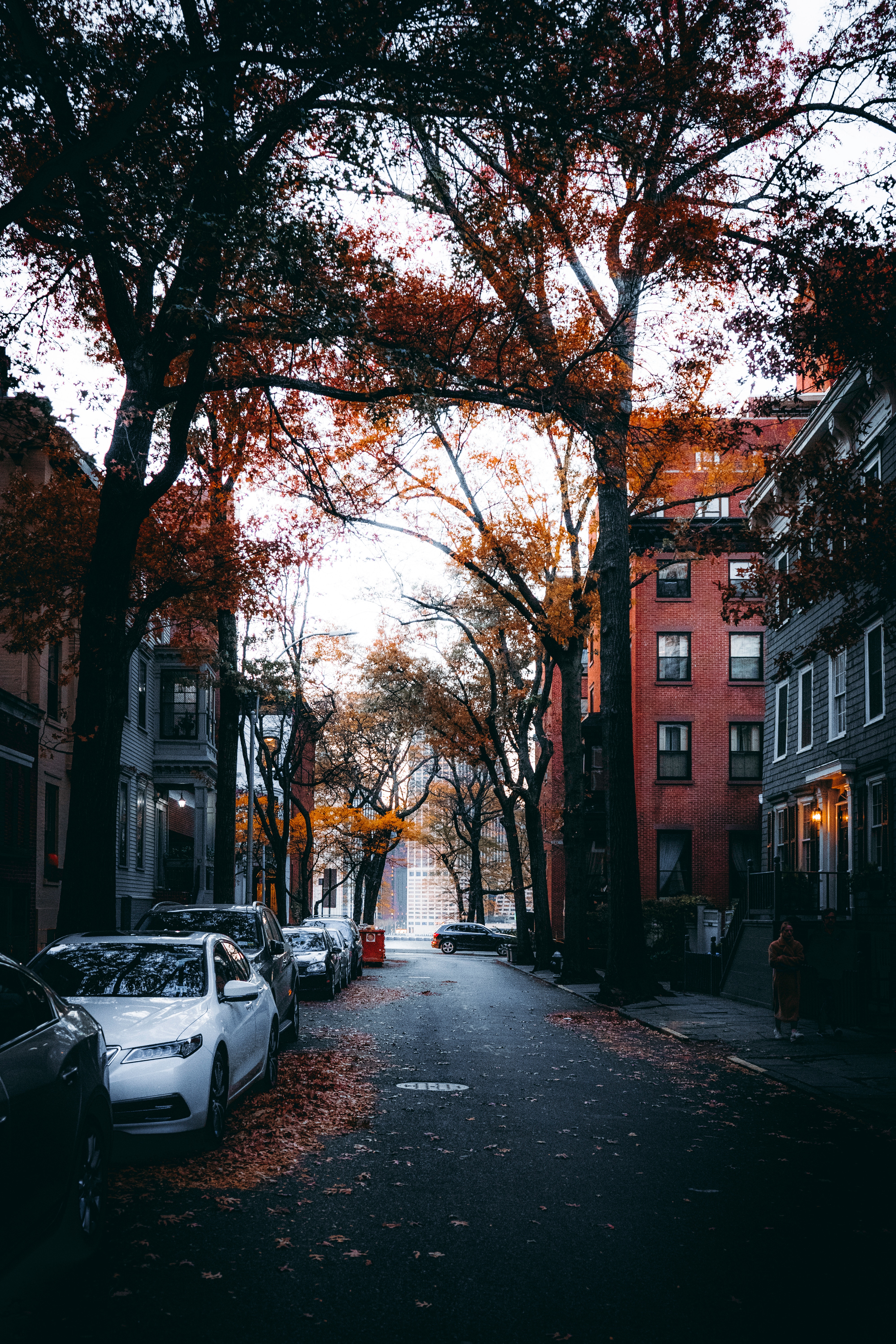 street, cities, autumn, cars, trees, city