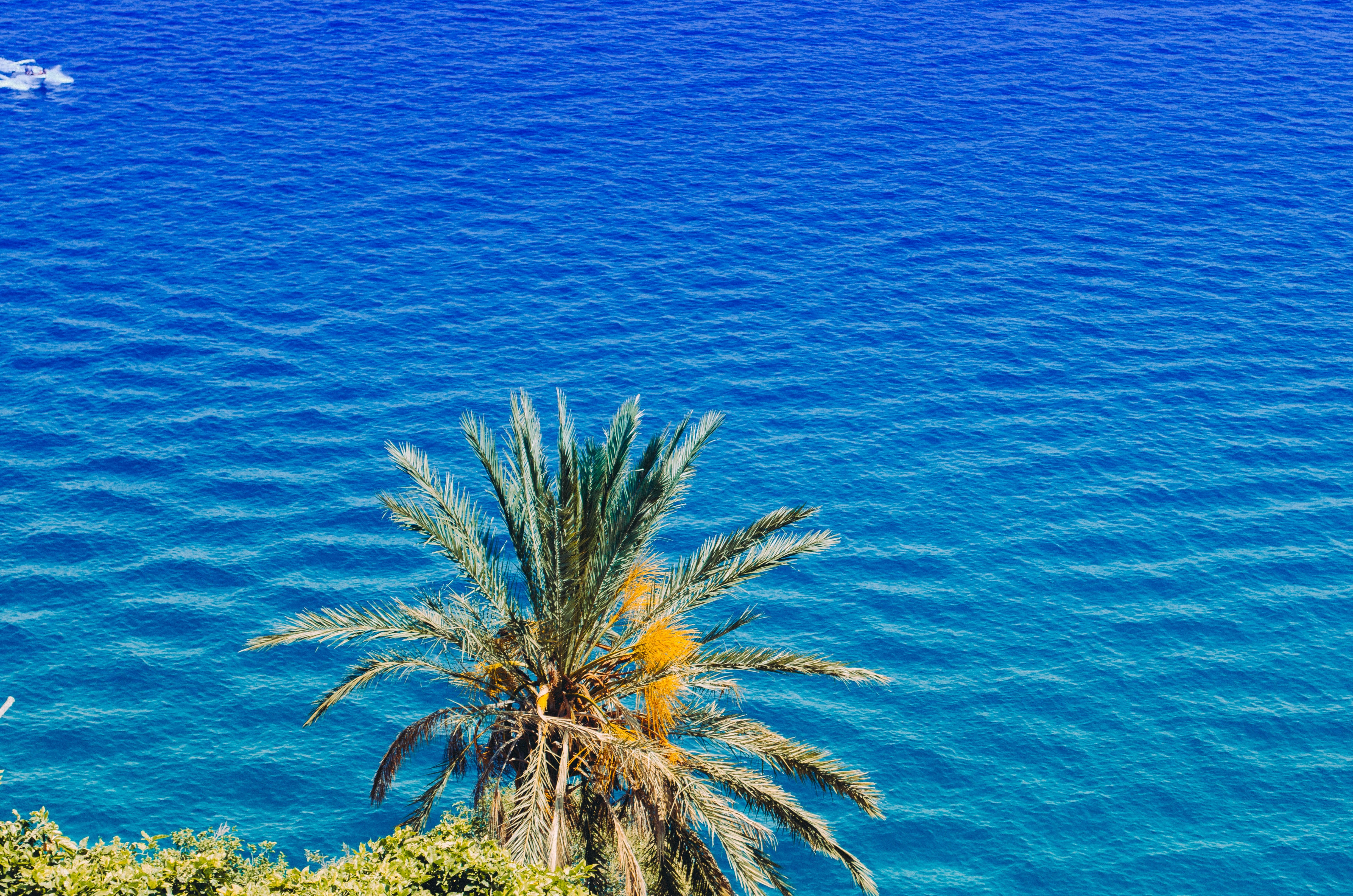 Baixe gratuitamente a imagem Natureza, Mar, Verão, Palma, Palmeira, Ensolarado na área de trabalho do seu PC