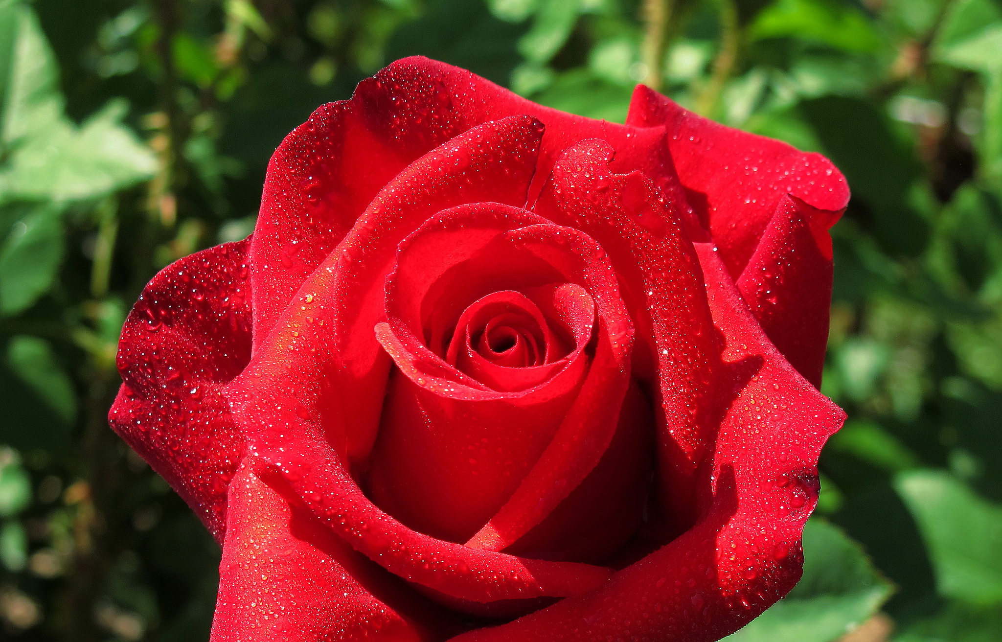 Роза красная фото красивые картинки