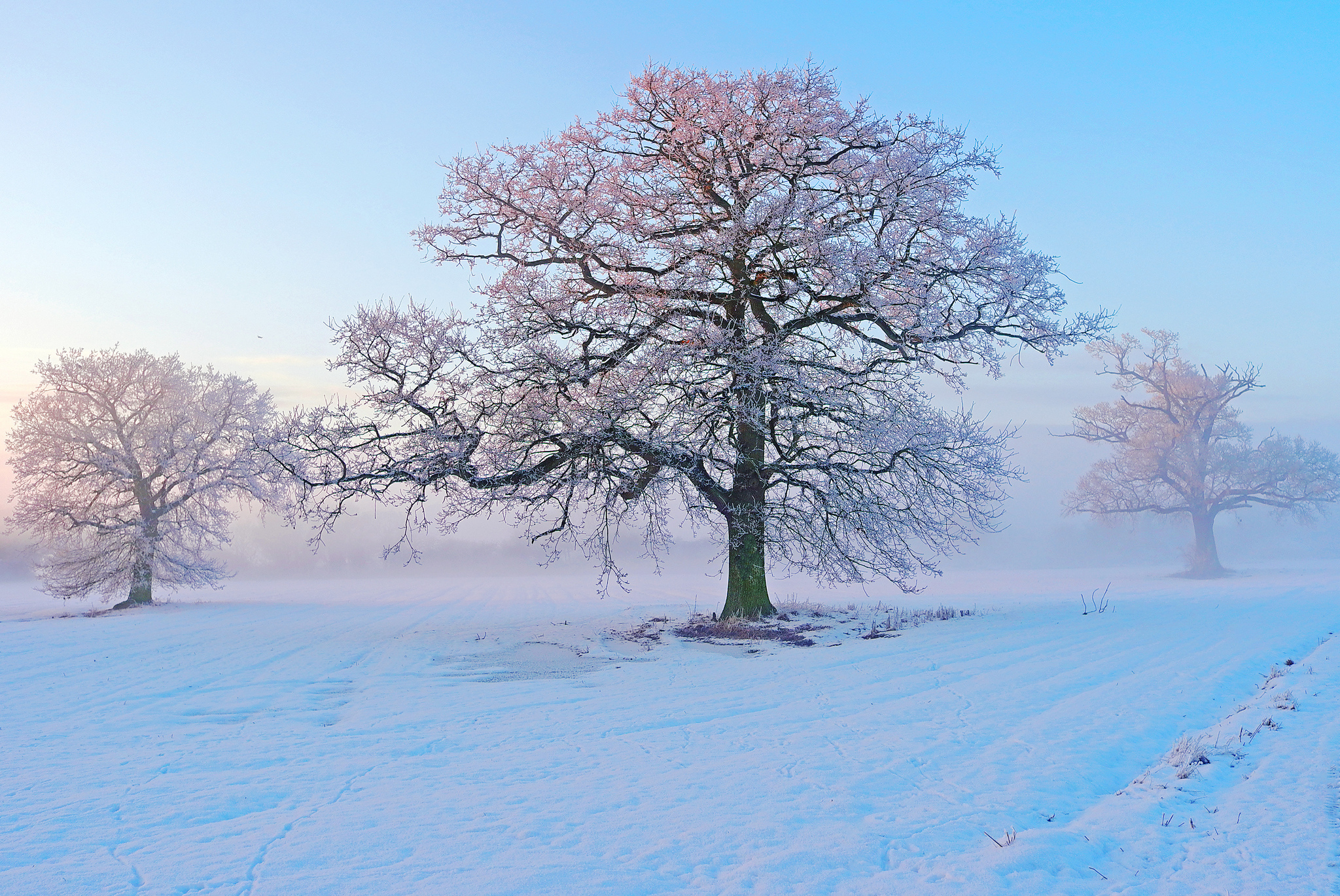 無料モバイル壁紙冬, 木, ピンク, 雪, 地球をダウンロードします。