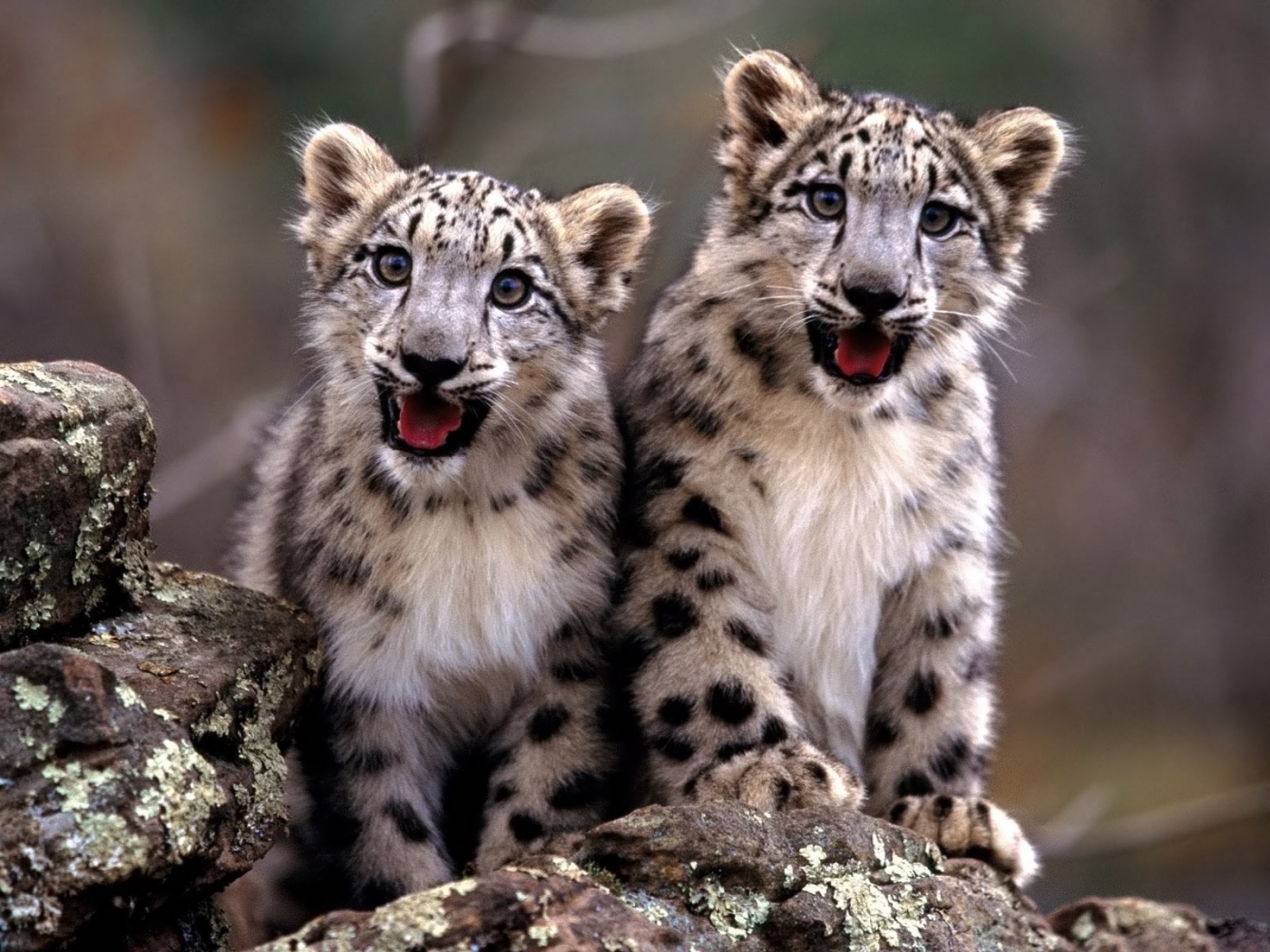 41022 Protetores de tela e papéis de parede Leopards em seu telefone. Baixe  fotos gratuitamente