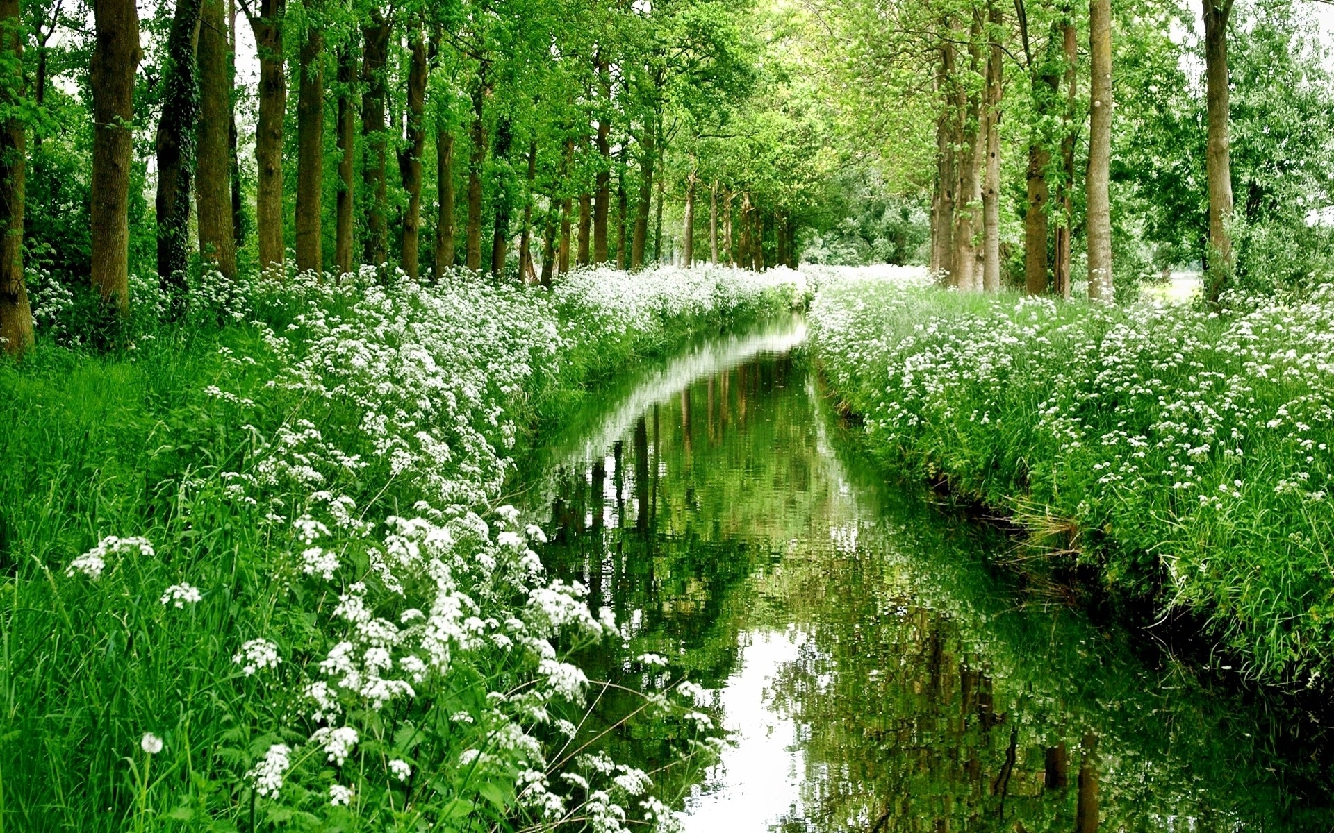 creek, earth, flower, forest, green, spring