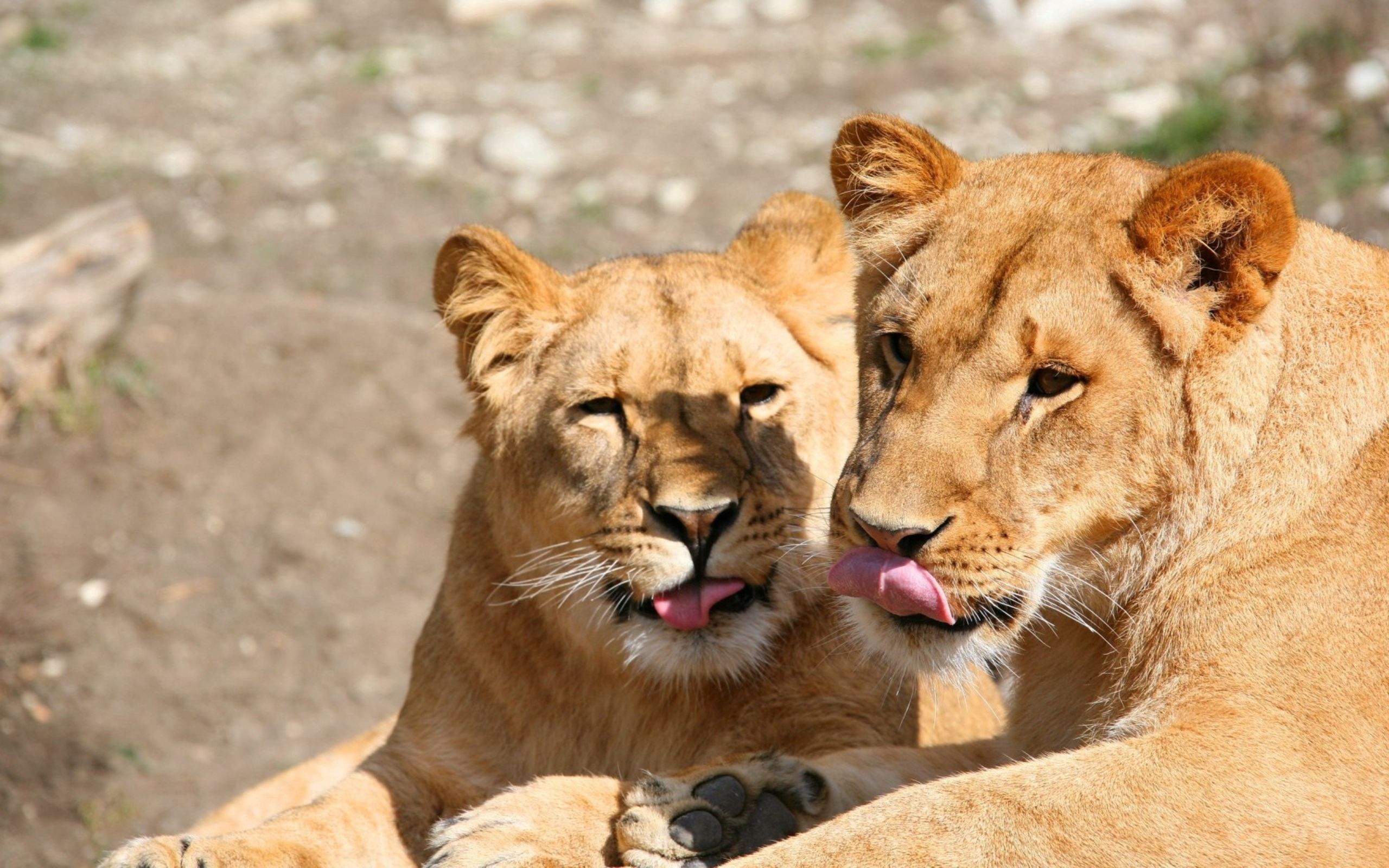 animals, lions, predators, couple, pair, muzzle, lick your lips, licking 8K