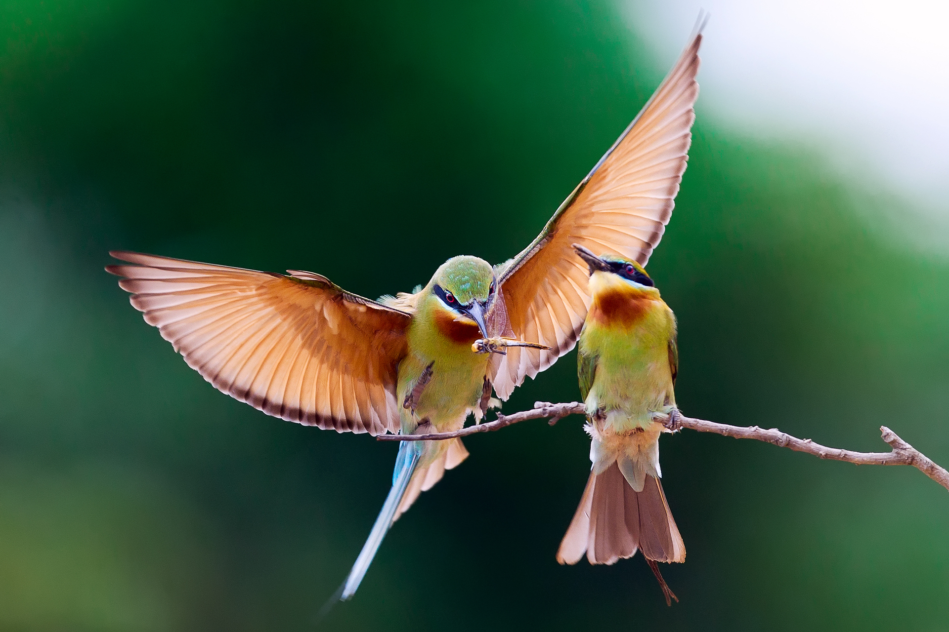 Free Images  Bee Eater