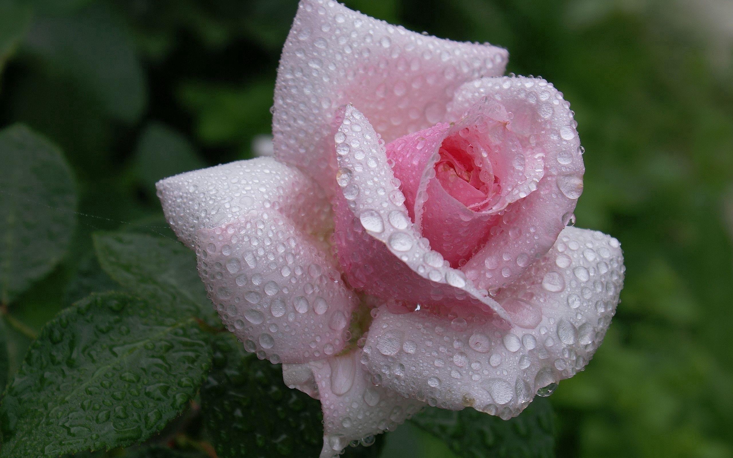 Скачать картинку Дождь, Бутон, Красиво, Листья, Роза, Цветок, Капли, Цветы в телефон бесплатно.