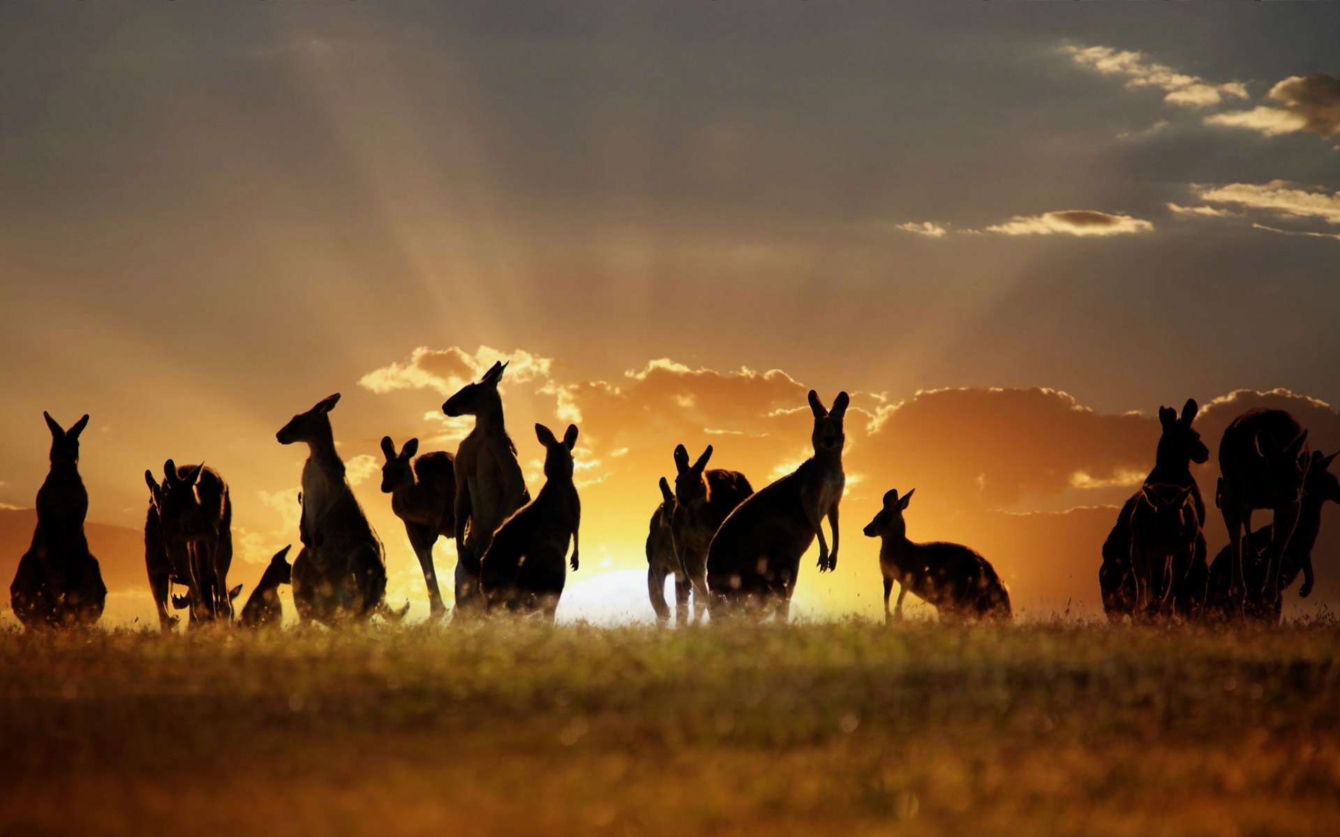kangaroo, animal Free Stock Photo
