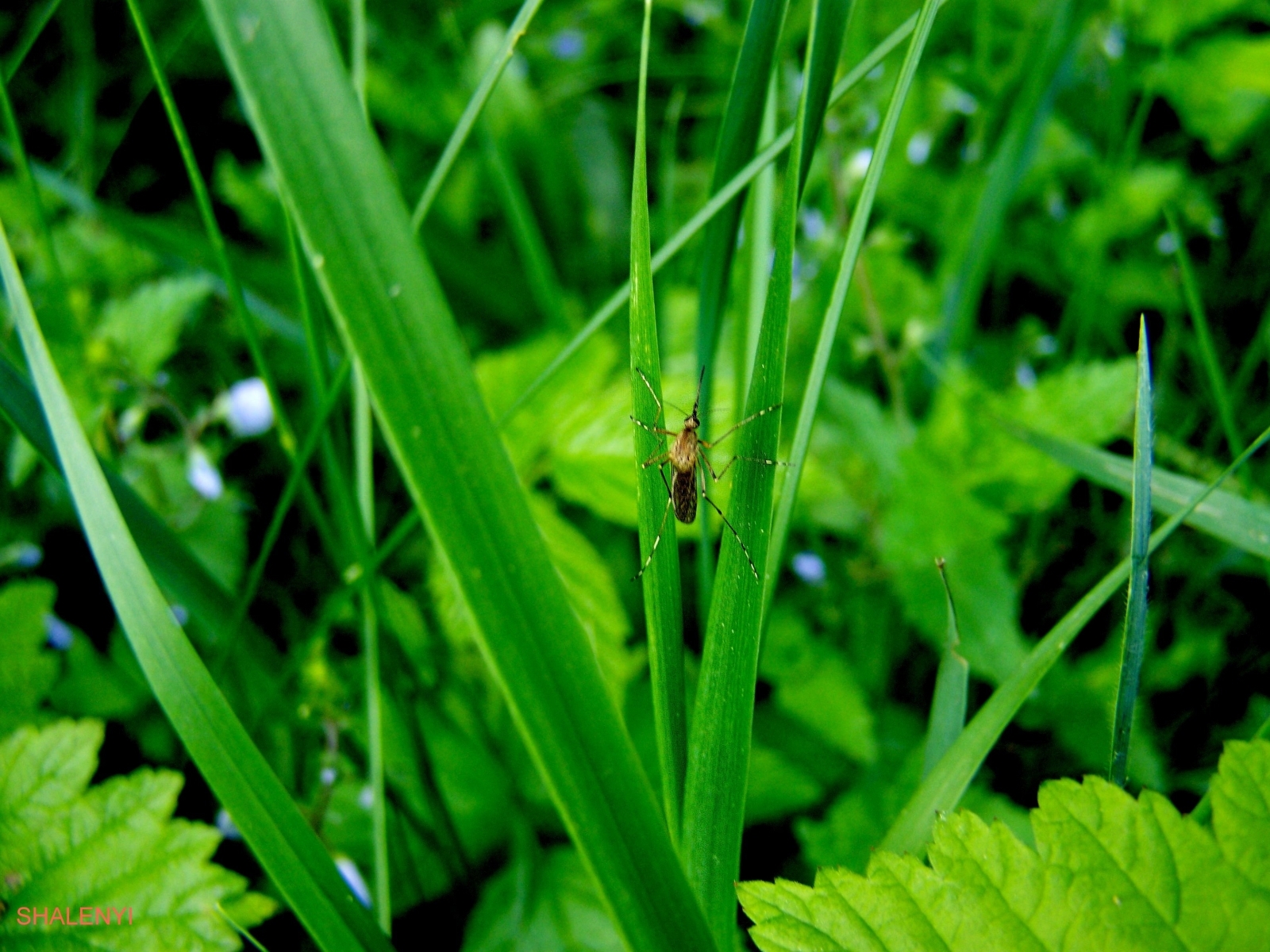 Download mobile wallpaper Grass, Insects for free.