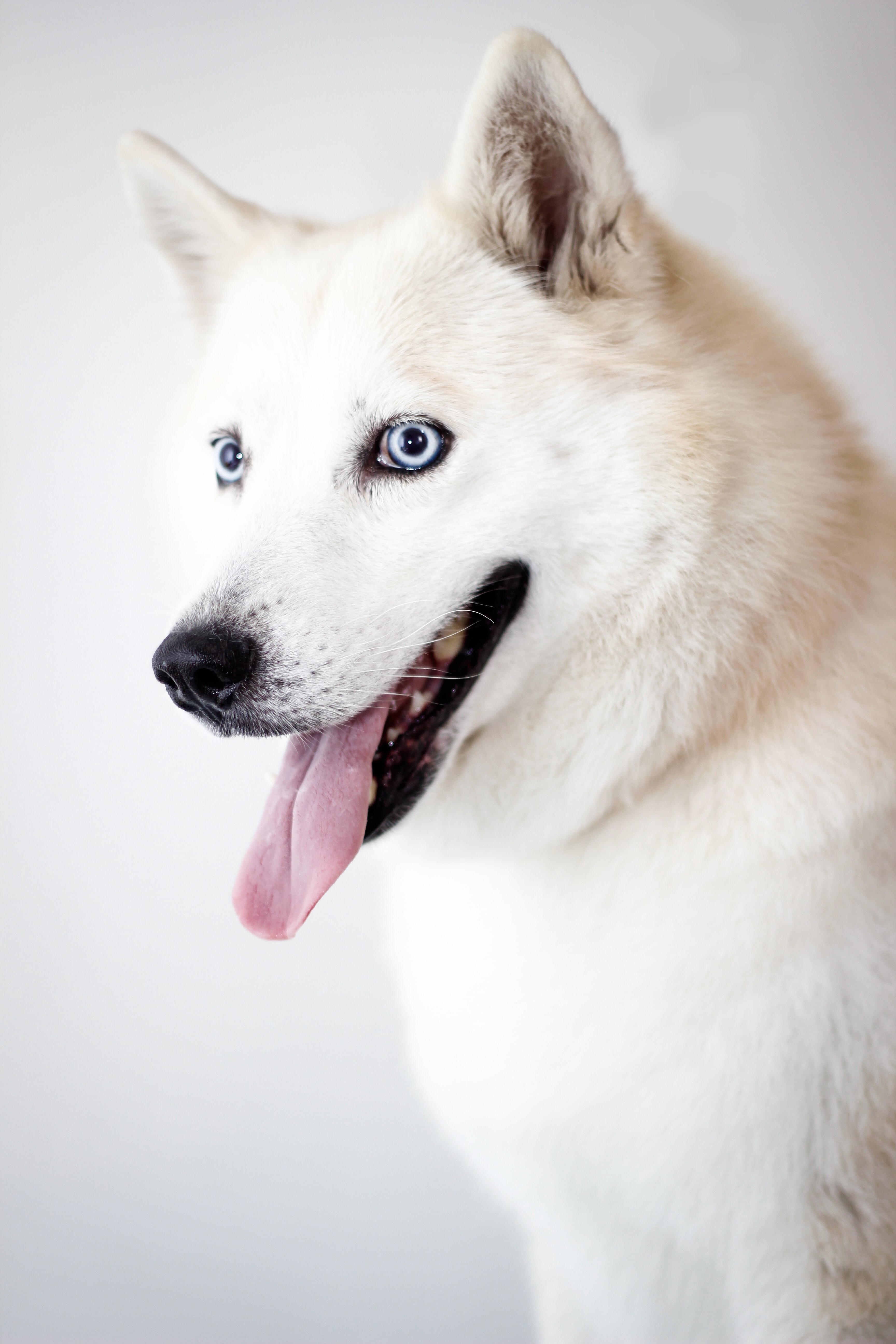 tongue stuck out, husky, animals, white, dog, protruding tongue Aesthetic wallpaper
